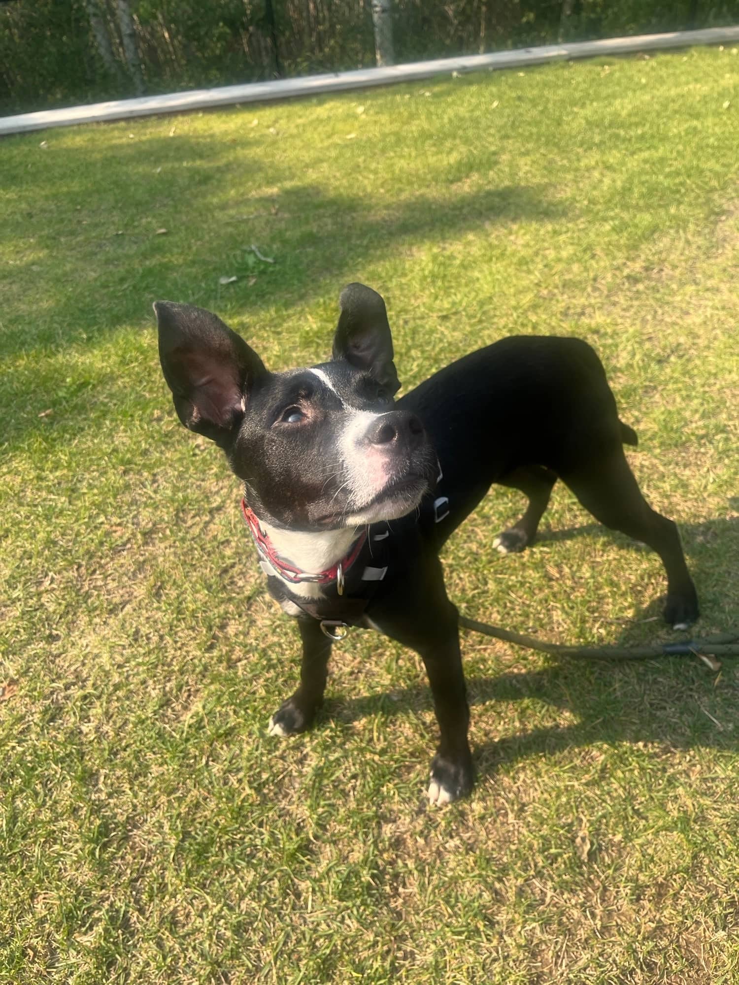 Eight Belles - Boston Terrier Mix available for adoption