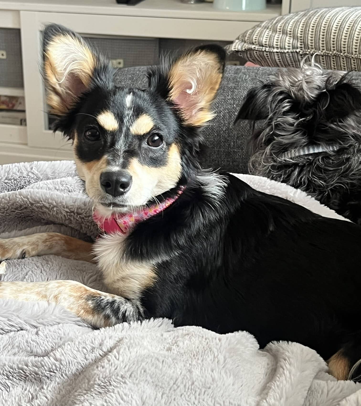 Bubbling Over - Chihuahua Mix (Maybe some Dachshund) available for adoption in Alberta