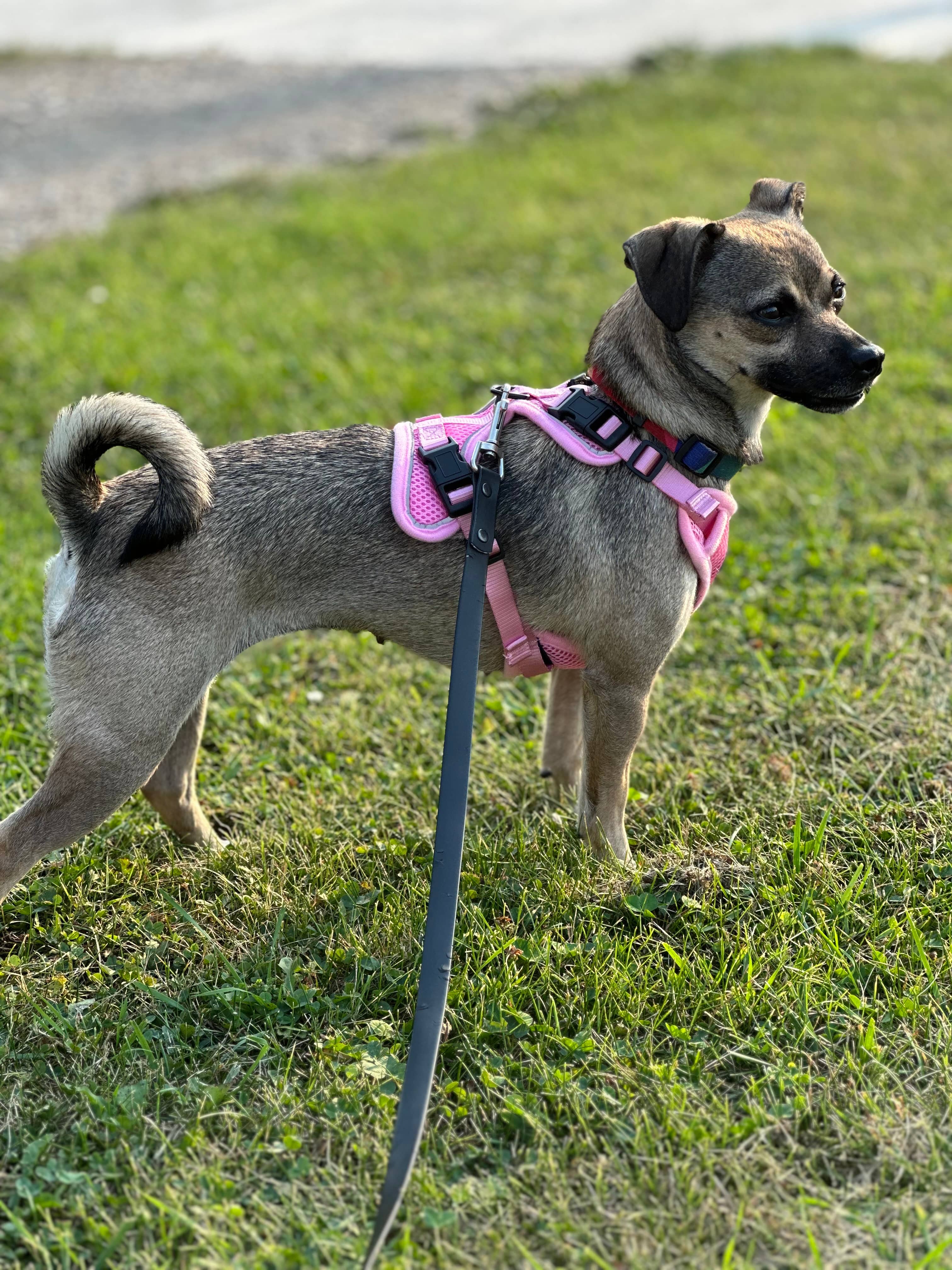 Misweet - Chihuahua Mix available for adoption at BARCS Rescue in Calgary (1 of 6)