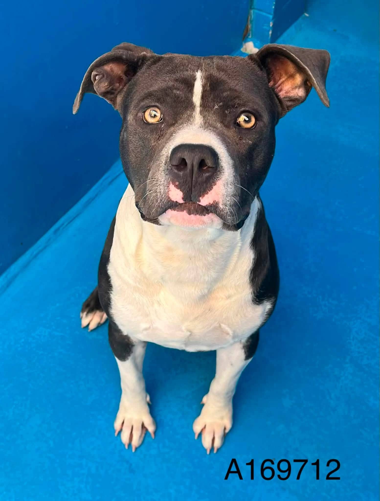 Mystik Dan - Pit Bull Terrier Mix available for adoption at BARCS Rescue in Calgary