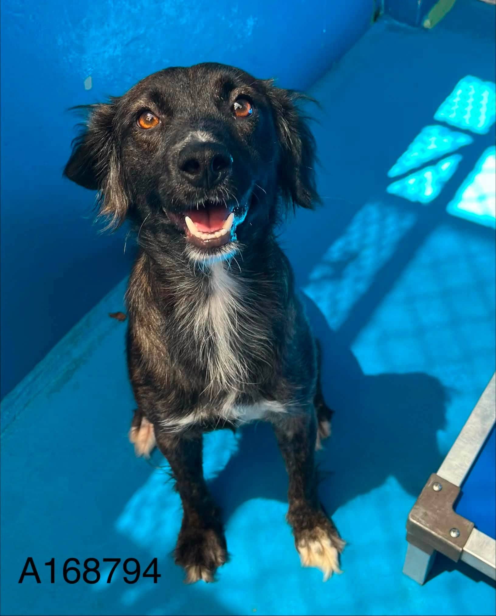 Lizzie Stone - Chihuahua Mix available for adoption at BARCS Rescue in Calgary