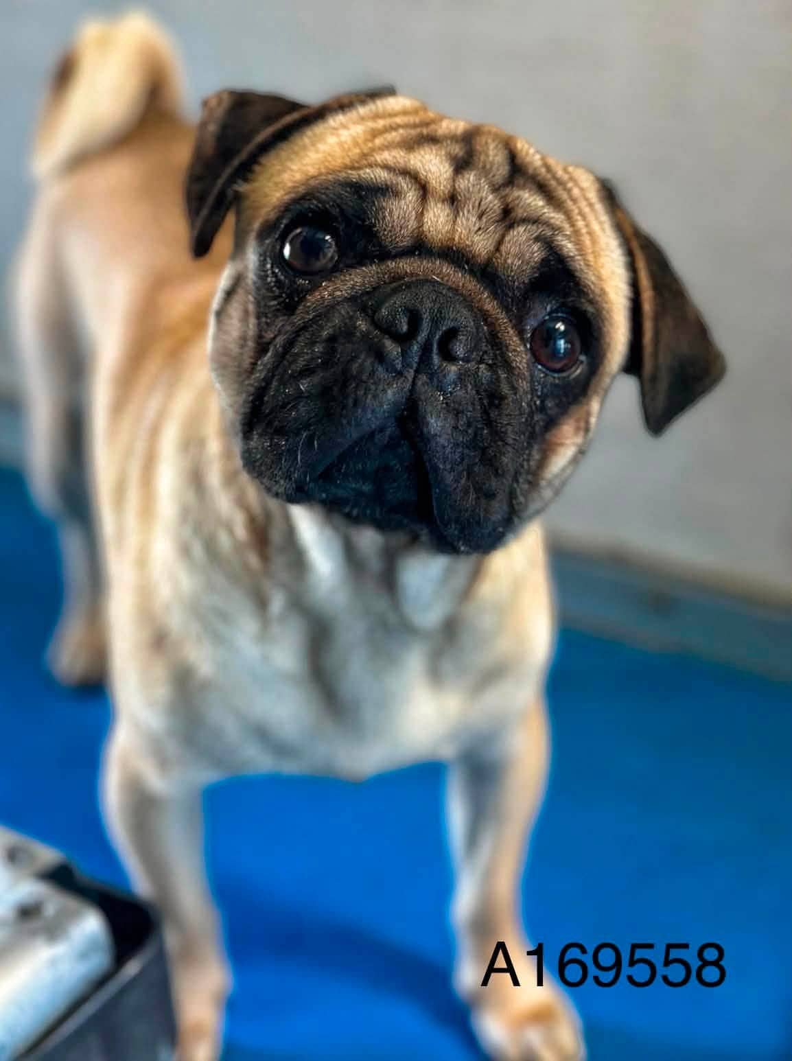 Tabasco Cat - Pug Mix available for adoption at BARCS Rescue in Calgary