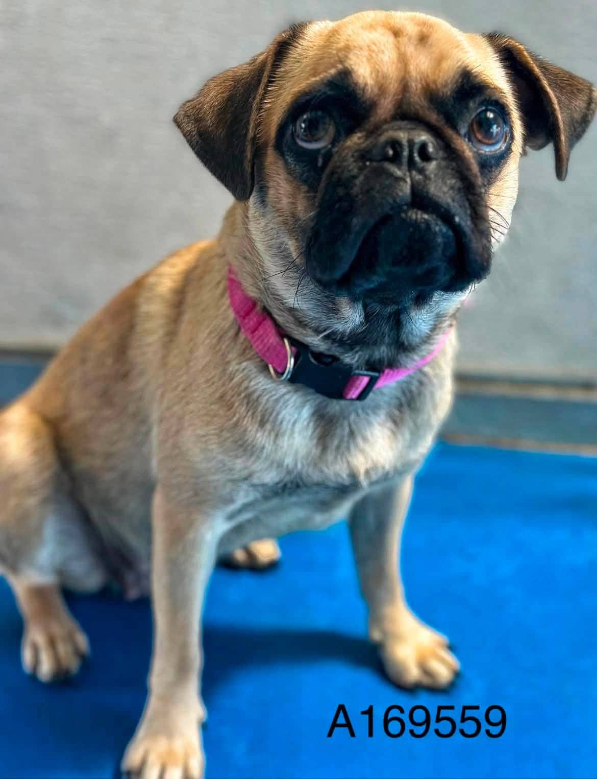 Watermelon - Pug Mix available for adoption at BARCS Rescue in Calgary