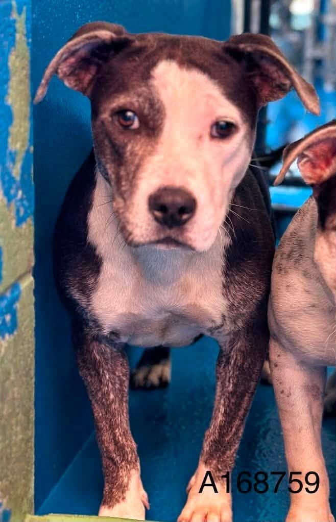 Jim French - Pit Bull Terrier Mix available for adoption at BARCS Rescue in Calgary