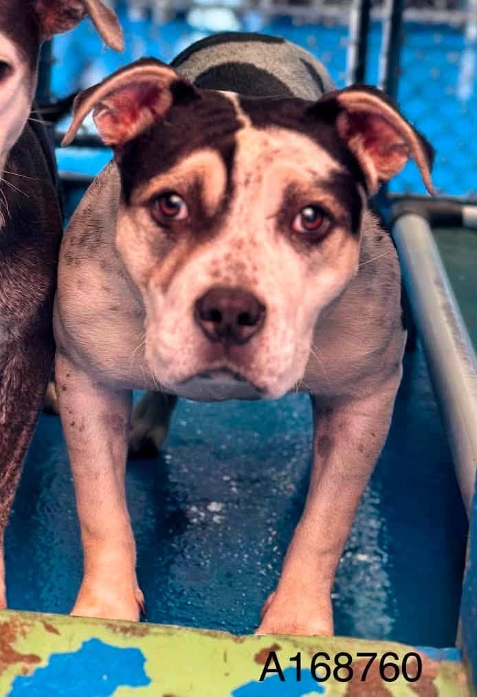 Mata Hari - Pit Bull Terrier Mix available for adoption at BARCS Rescue in Calgary