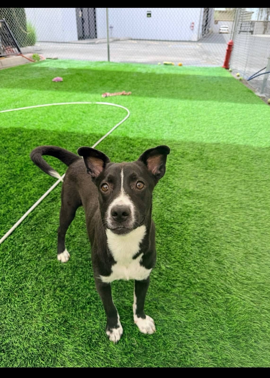 Junior - Pit Bull Terrier/Lab Mix available for adoption at BARCS Rescue in Calgary (1 of 3)