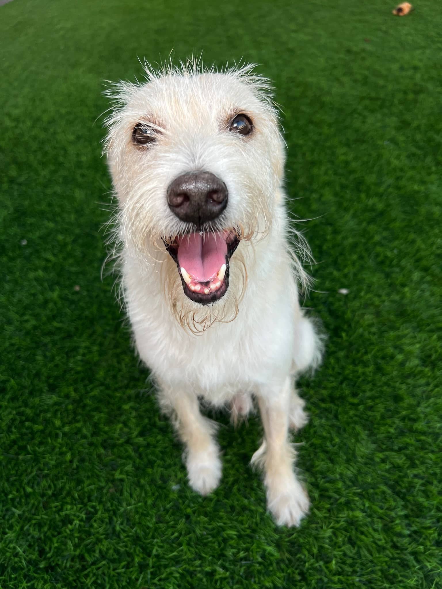 Bisbee - Parson Russel Terrier Mix available for adoption at BARCS Rescue in Calgary (1 of 6)