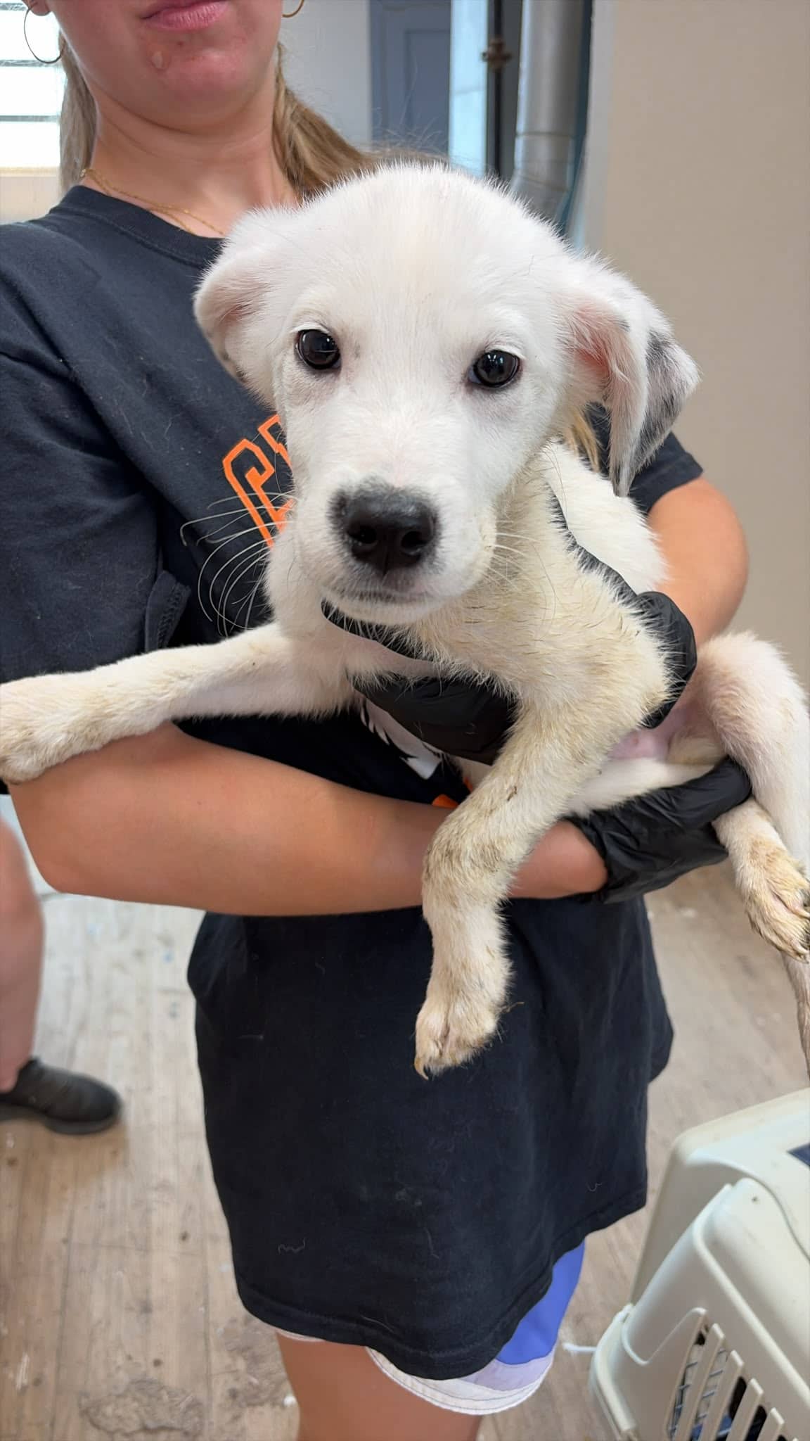 Lightning - Great Pyrenees/Pit Bull Terrier Mix available for adoption