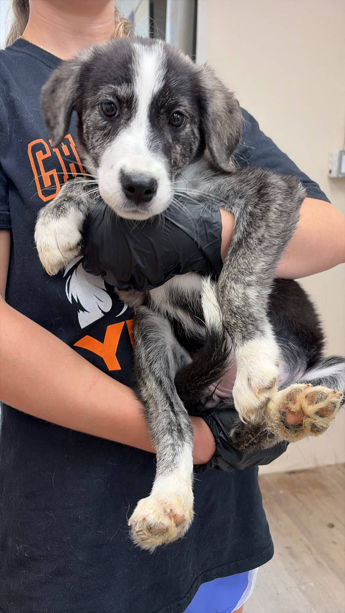 Sally - Great Pyrenees/Pit Bull Terrier Mix available for adoption at BARCS Rescue in Calgary (1 of 2)