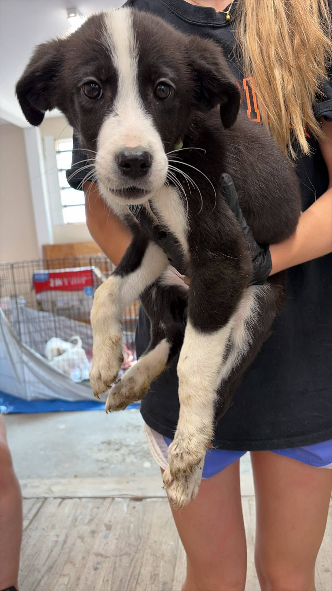 Mater - Great Pyrenees/Pit Bull Terrier Mix available for adoption