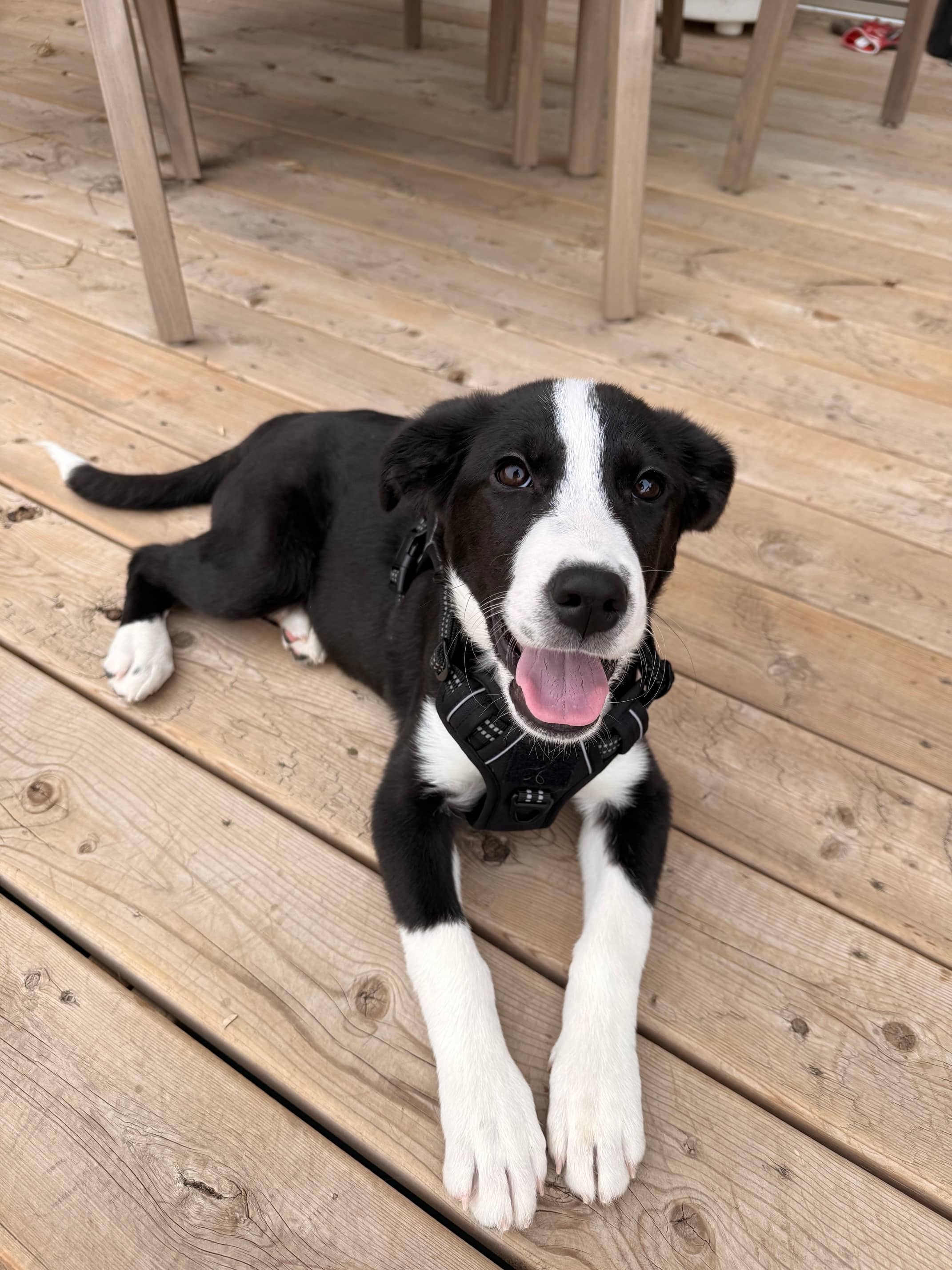 Mater - Great Pyrenees/Pit Bull Terrier Mix available for adoption