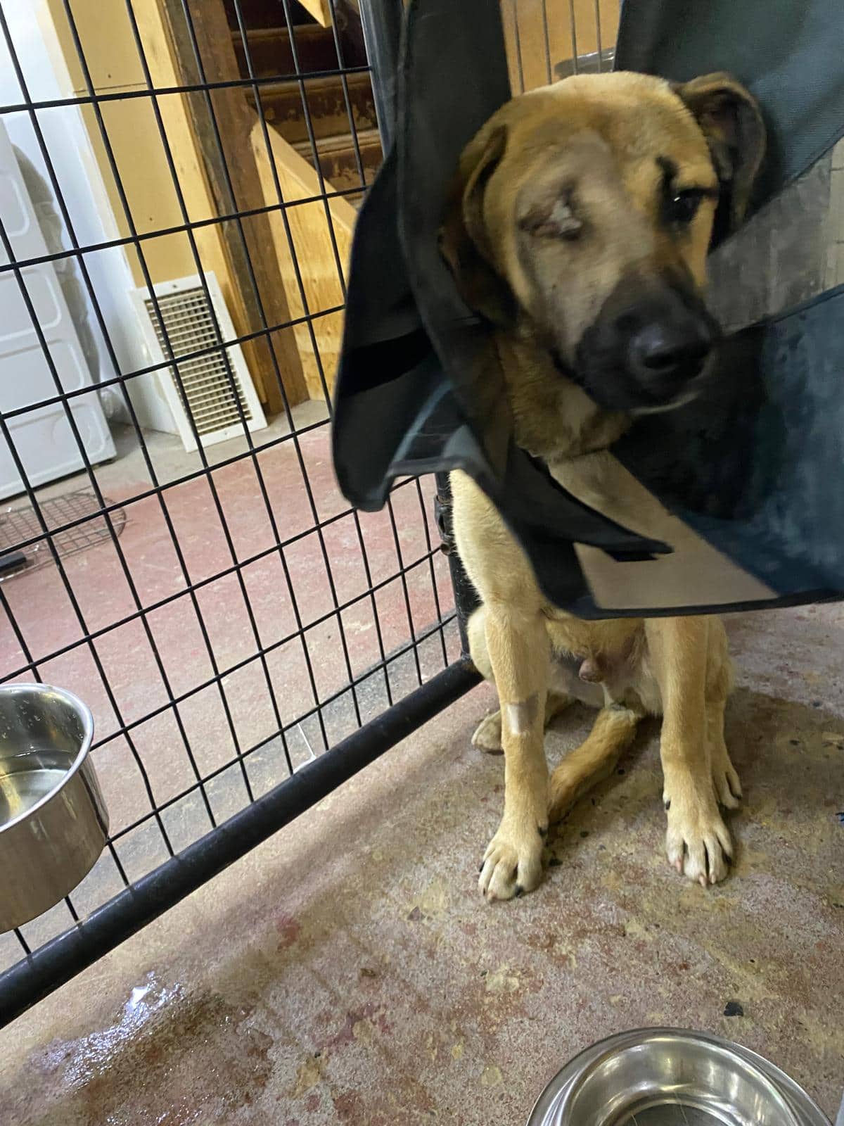 Darius - Kangal Mix available for adoption