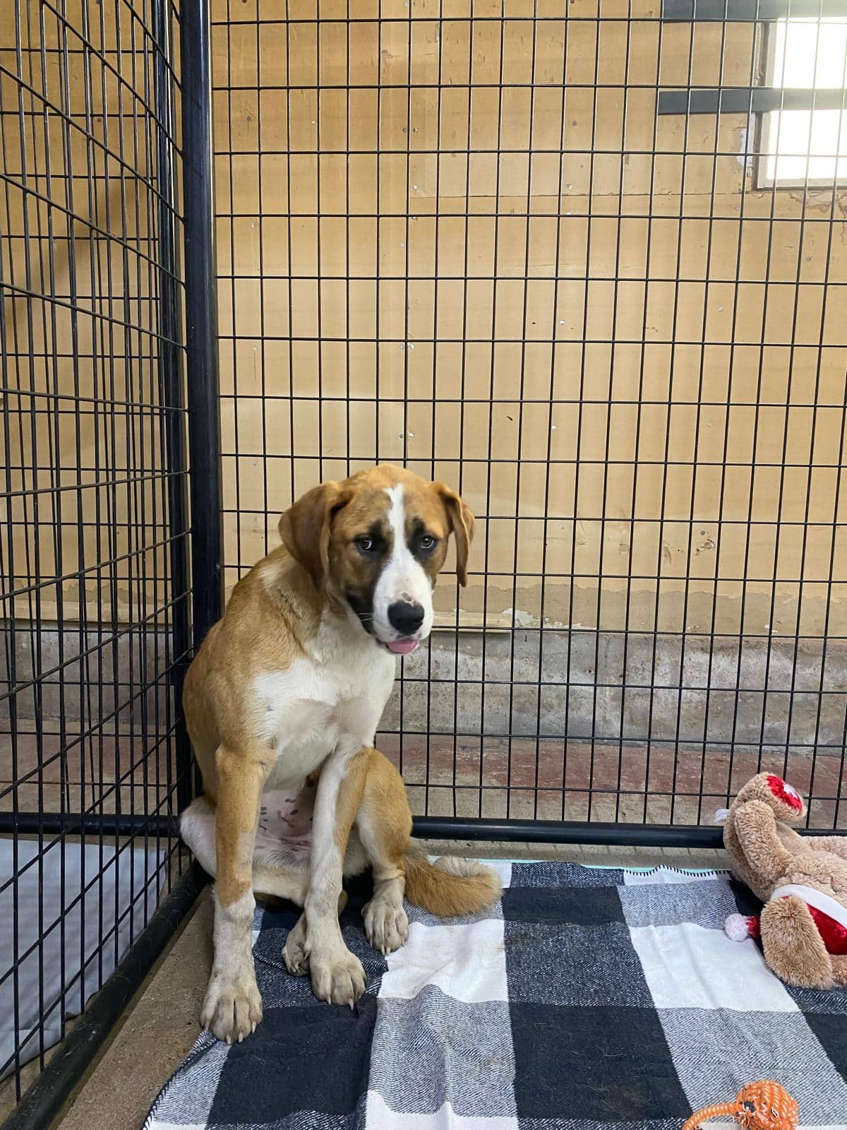 Darya - St. Bernard Mix available for adoption at BARCS Rescue in Calgary (1 of 6)