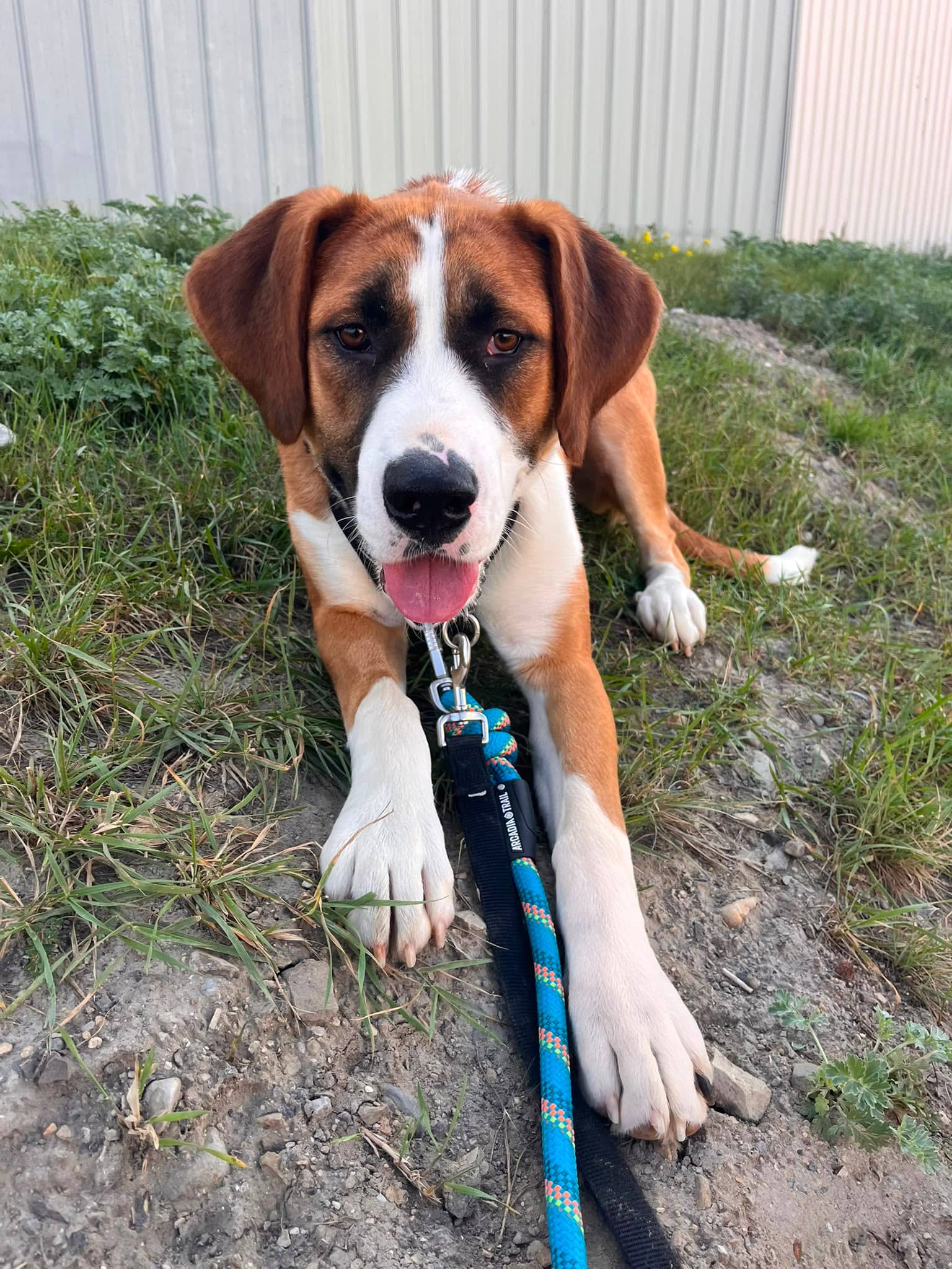 Darya - St. Bernard Mix available for adoption in Alberta