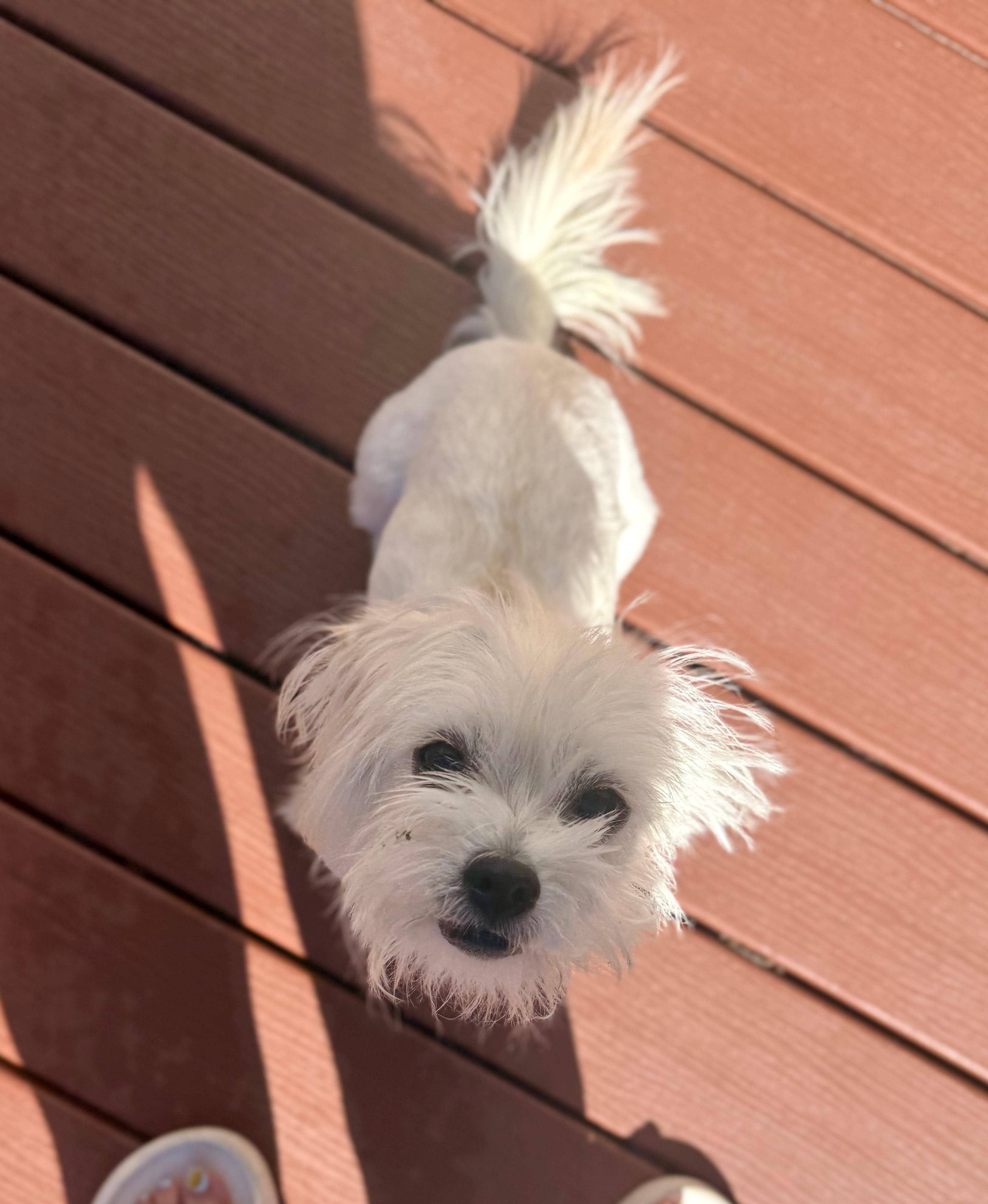 Montrose - Maltese Mix available for adoption