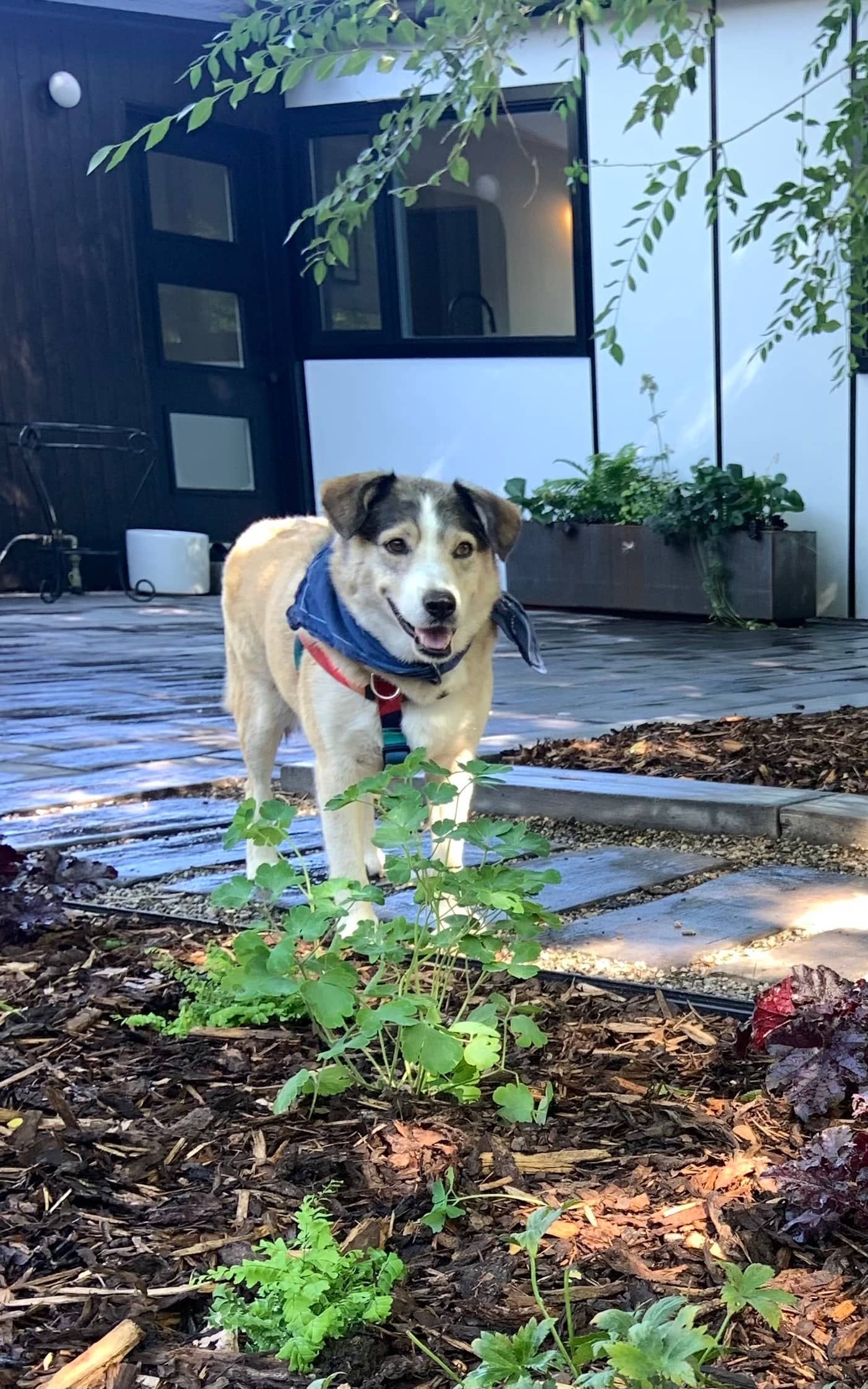 Seabiscuit - German Shepherd Mix available for adoption