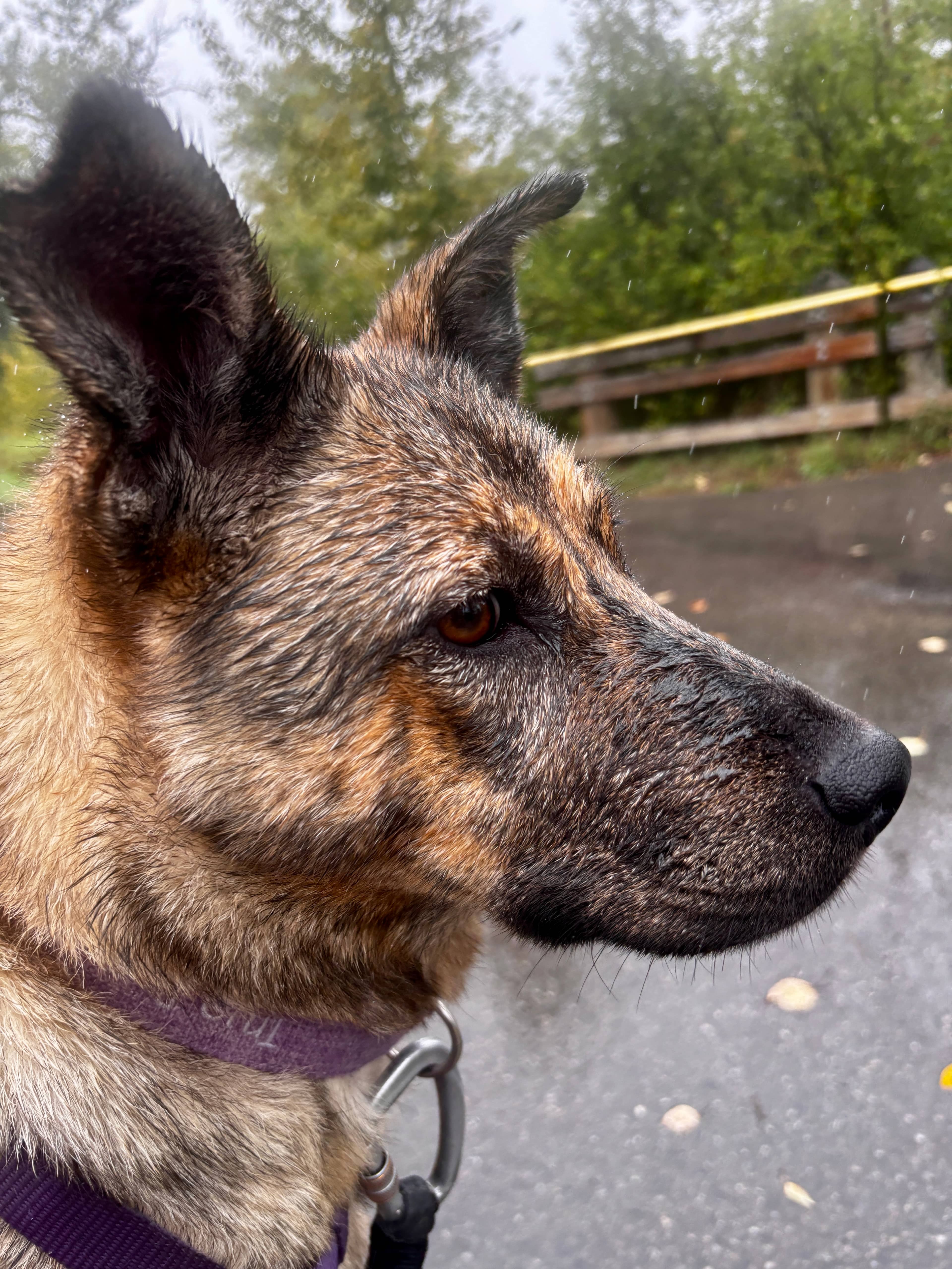 Greta - Shepherd Mix available for adoption at BARCS Rescue in Calgary (1 of 6)