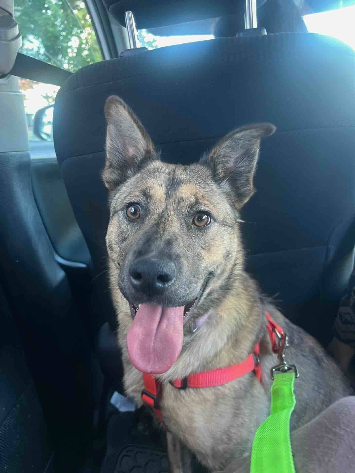 Greta - Shepherd Mix available for adoption