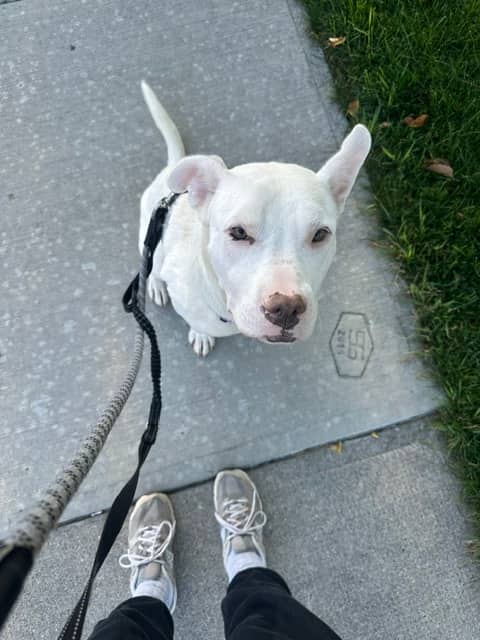 Dove - Pit Bull Terrier Mix available for adoption at BARCS Rescue in Calgary (1 of 6)