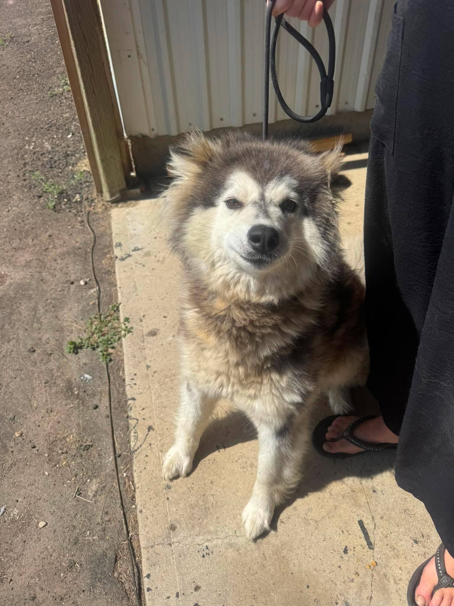 Maeve - Husky Mix available for adoption at BARCS Rescue in Calgary (1 of 4)