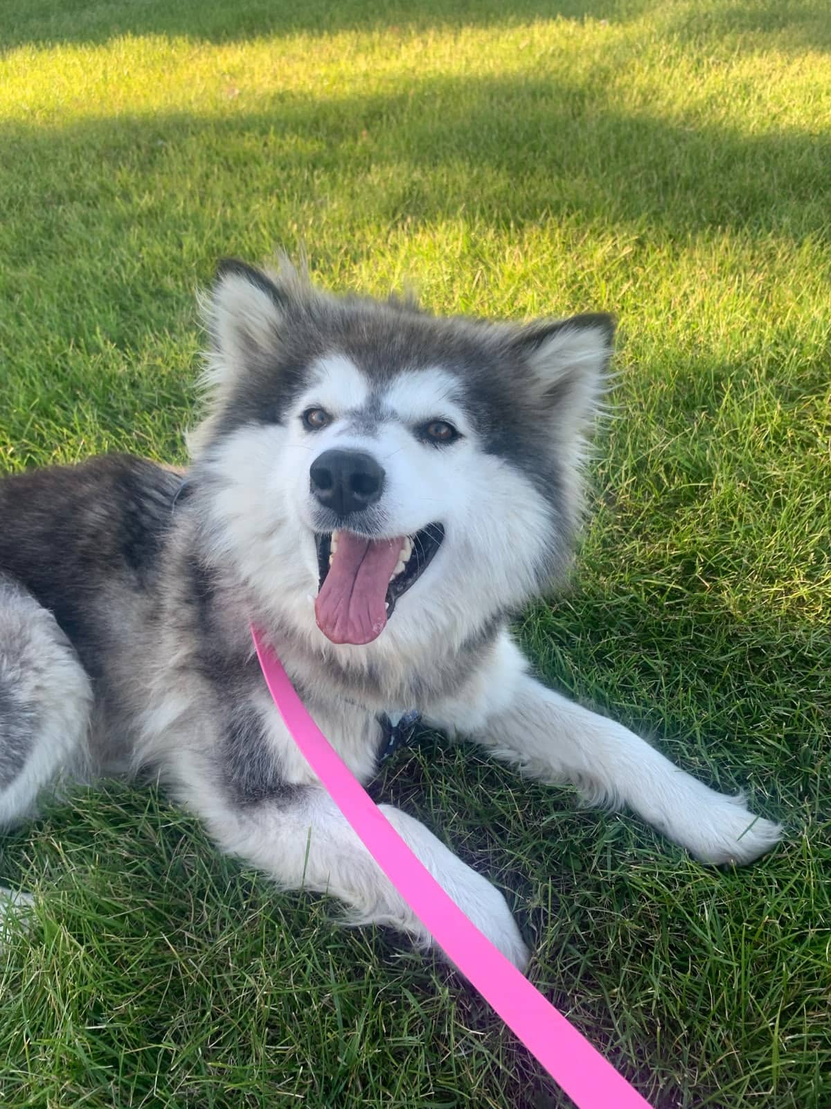 Maeve - Husky Mix available for adoption