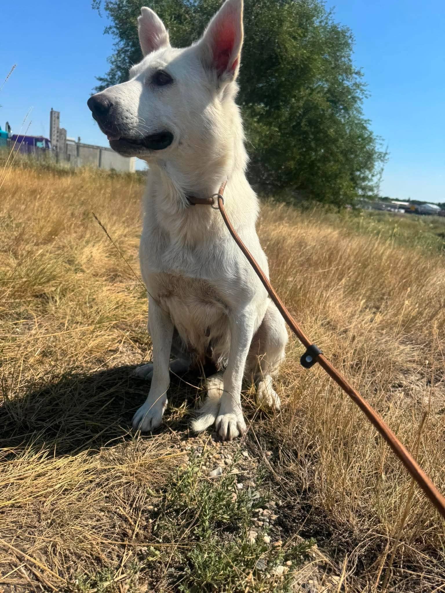Mandy - Shepherd Mix available for adoption at BARCS Rescue in Calgary (1 of 6)