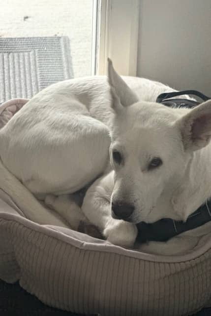 Mandy - Shepherd Mix available for adoption