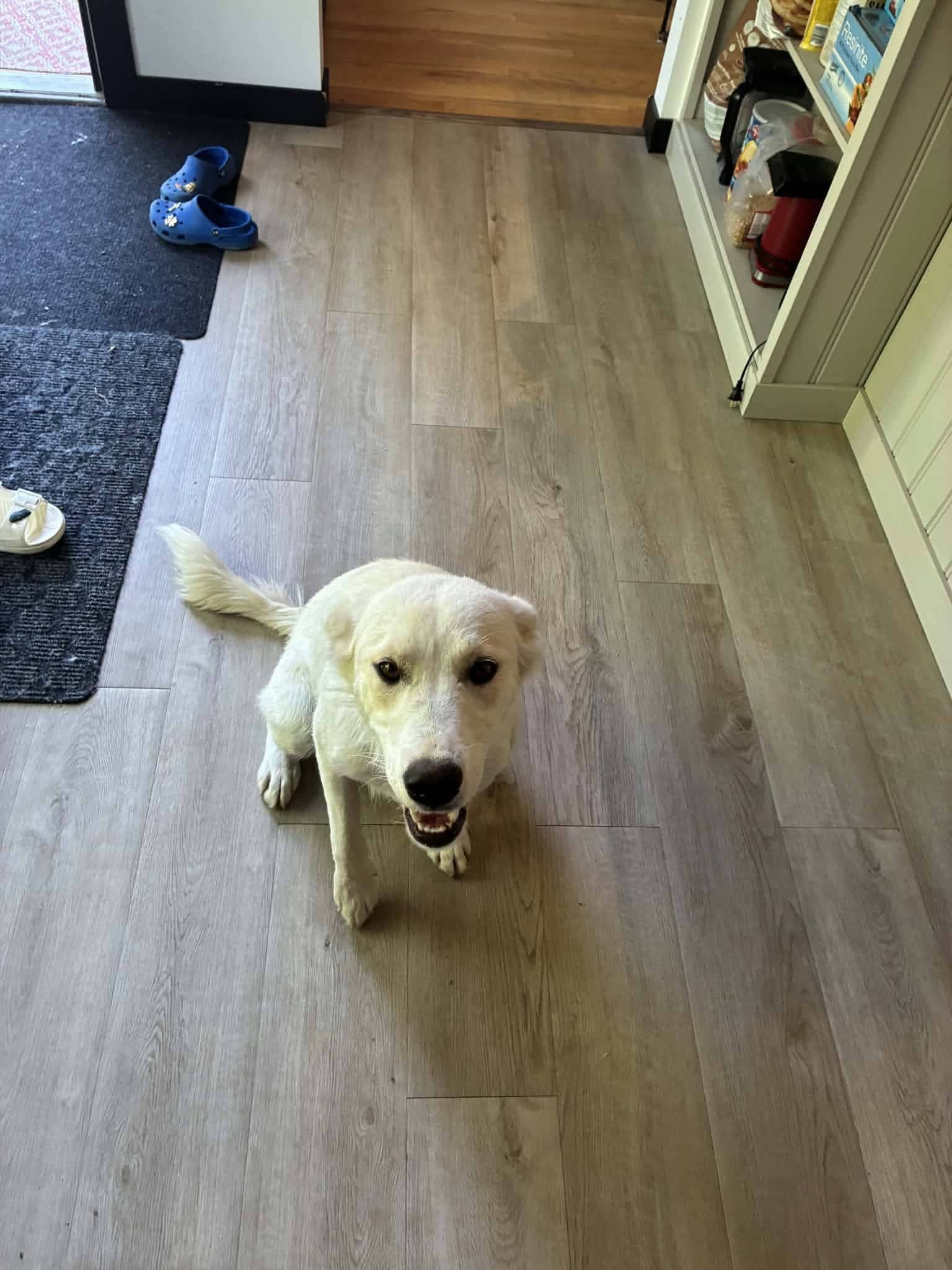Marlo - Shepherd Mix available for adoption at BARCS Rescue in Calgary (1 of 2)