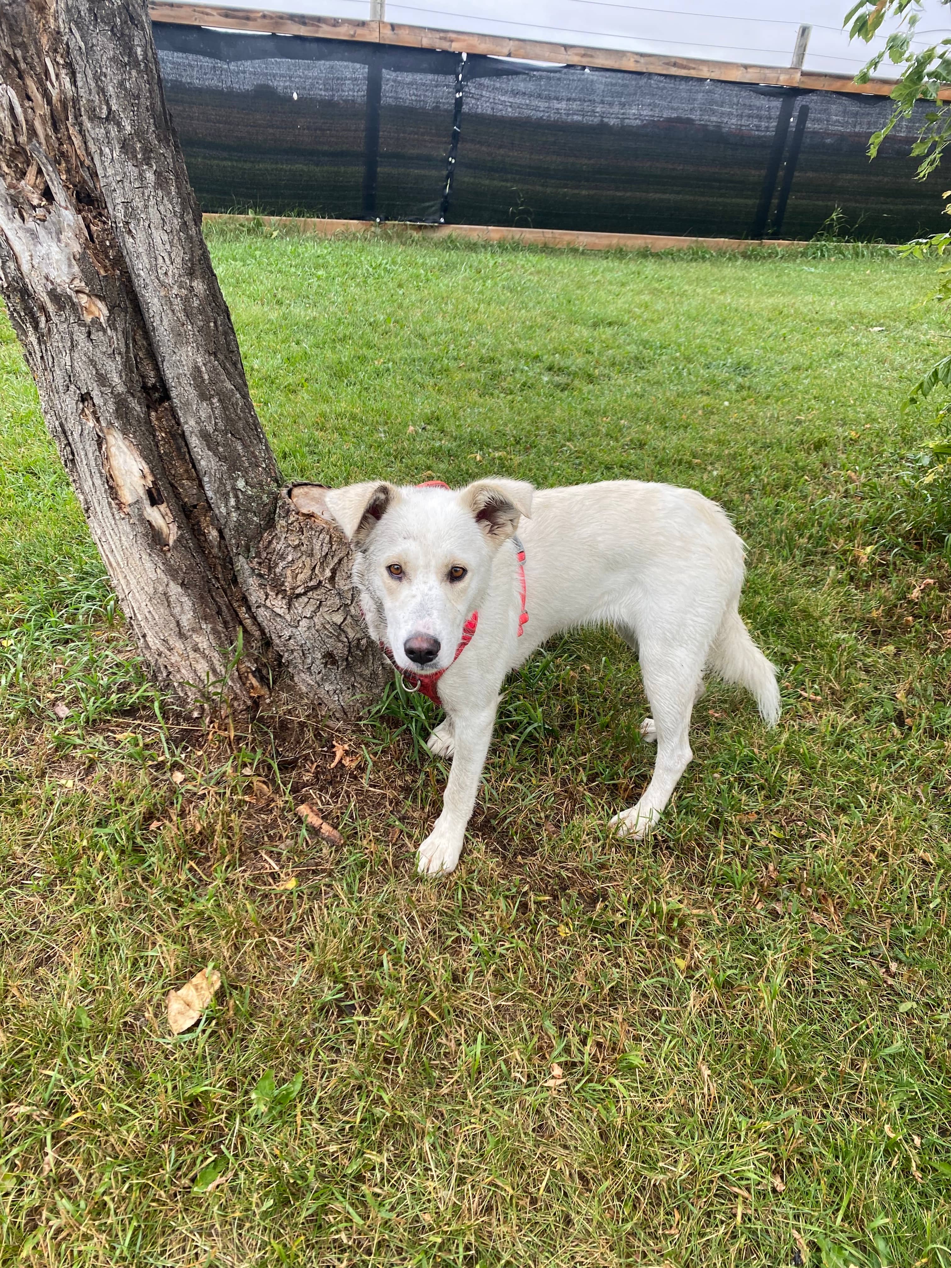 Marlo - Shepherd Mix available for adoption