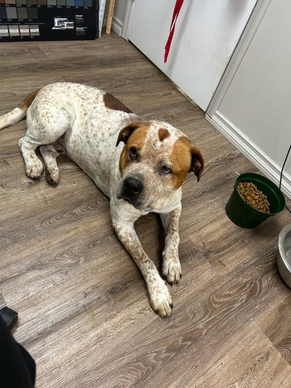 Leroy - Bully Mix available for adoption at BARCS Rescue in Calgary (1 of 4)