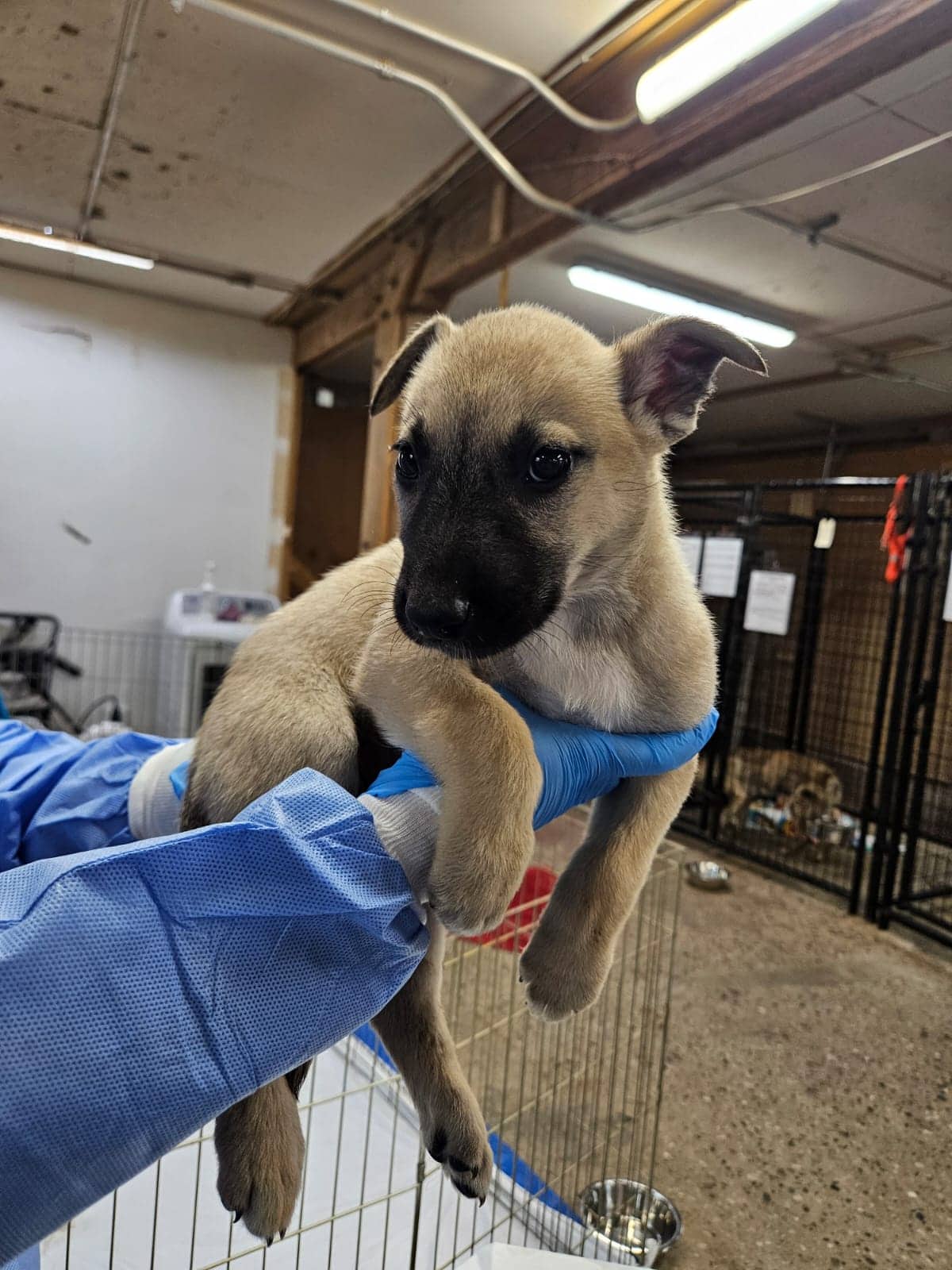 Verda - Shepherd Mix available for adoption at BARCS Rescue in Calgary