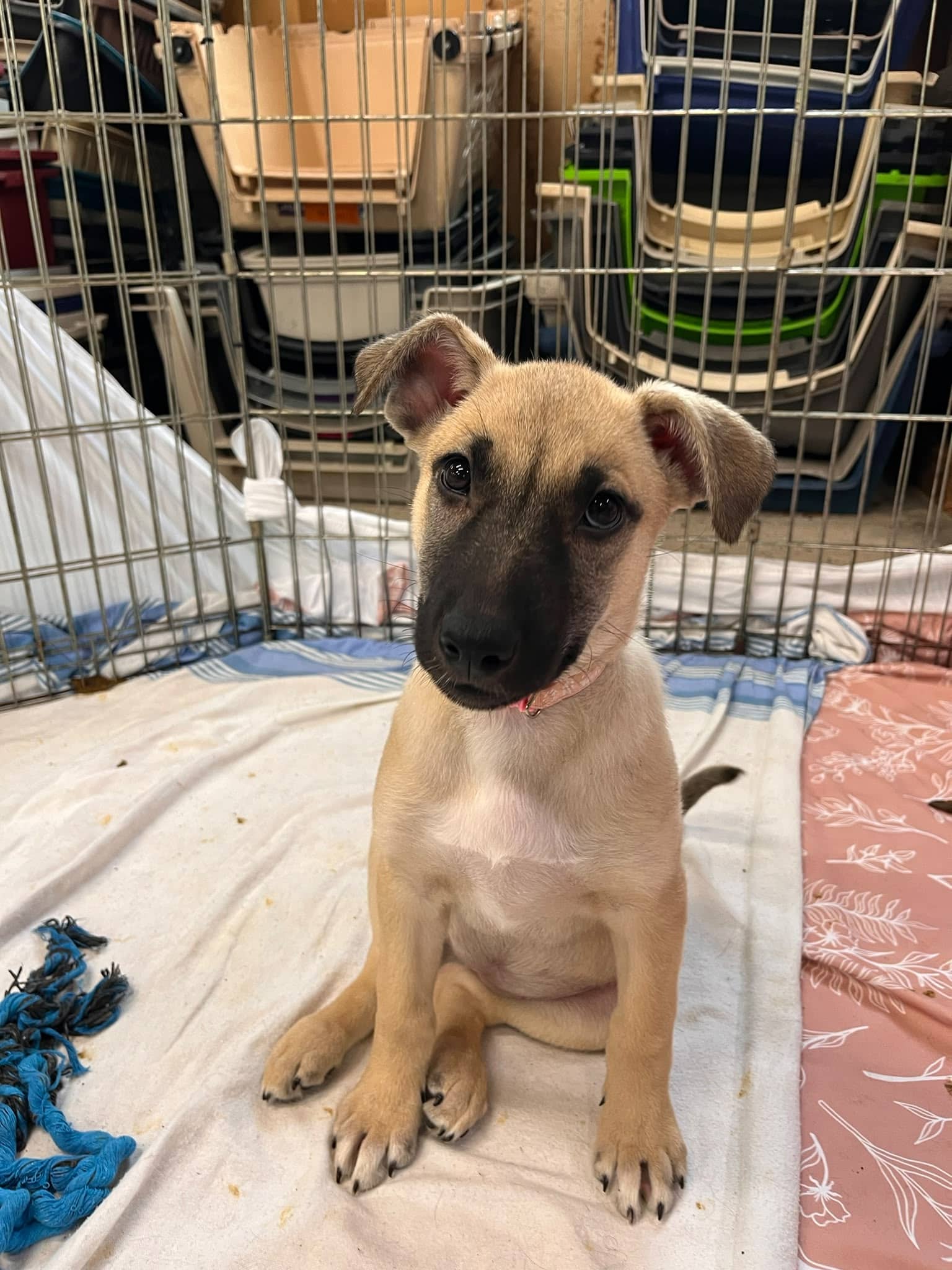 Verda - Shepherd Mix available for adoption at BARCS Rescue in Calgary (1 of 6)