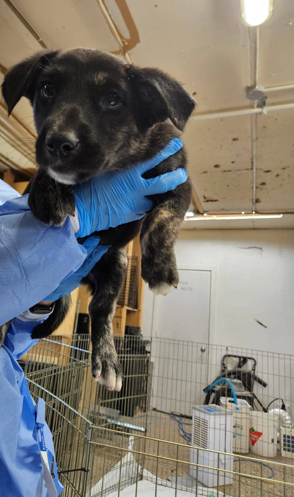 Yvonne - Shepherd Mix available for adoption