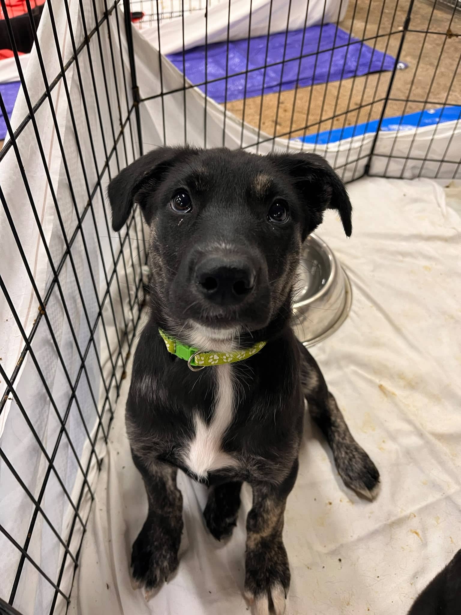 Yvonne - Shepherd Mix available for adoption
