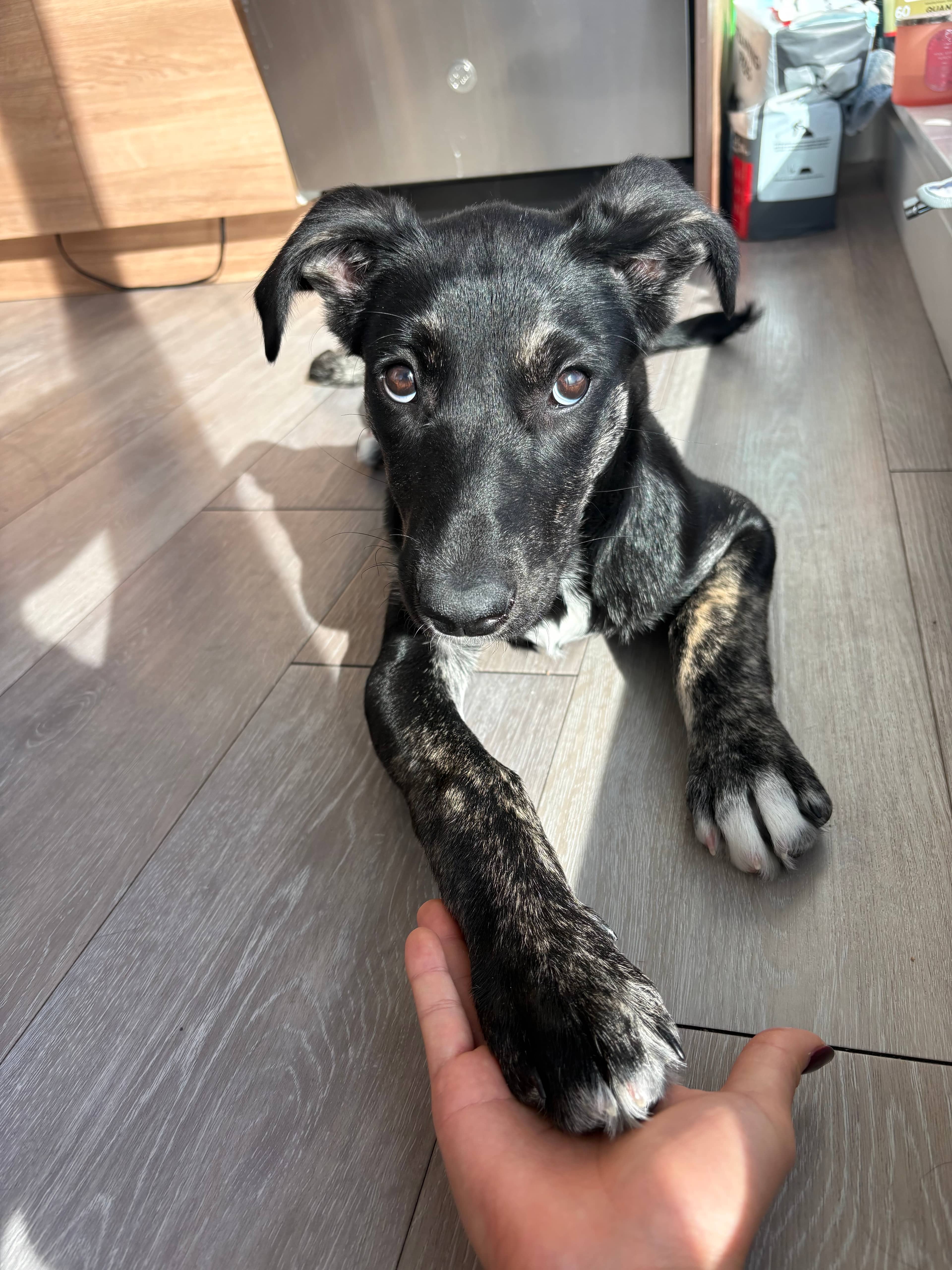 Yvonne - Shepherd Mix available for adoption at BARCS Rescue in Calgary (1 of 6)