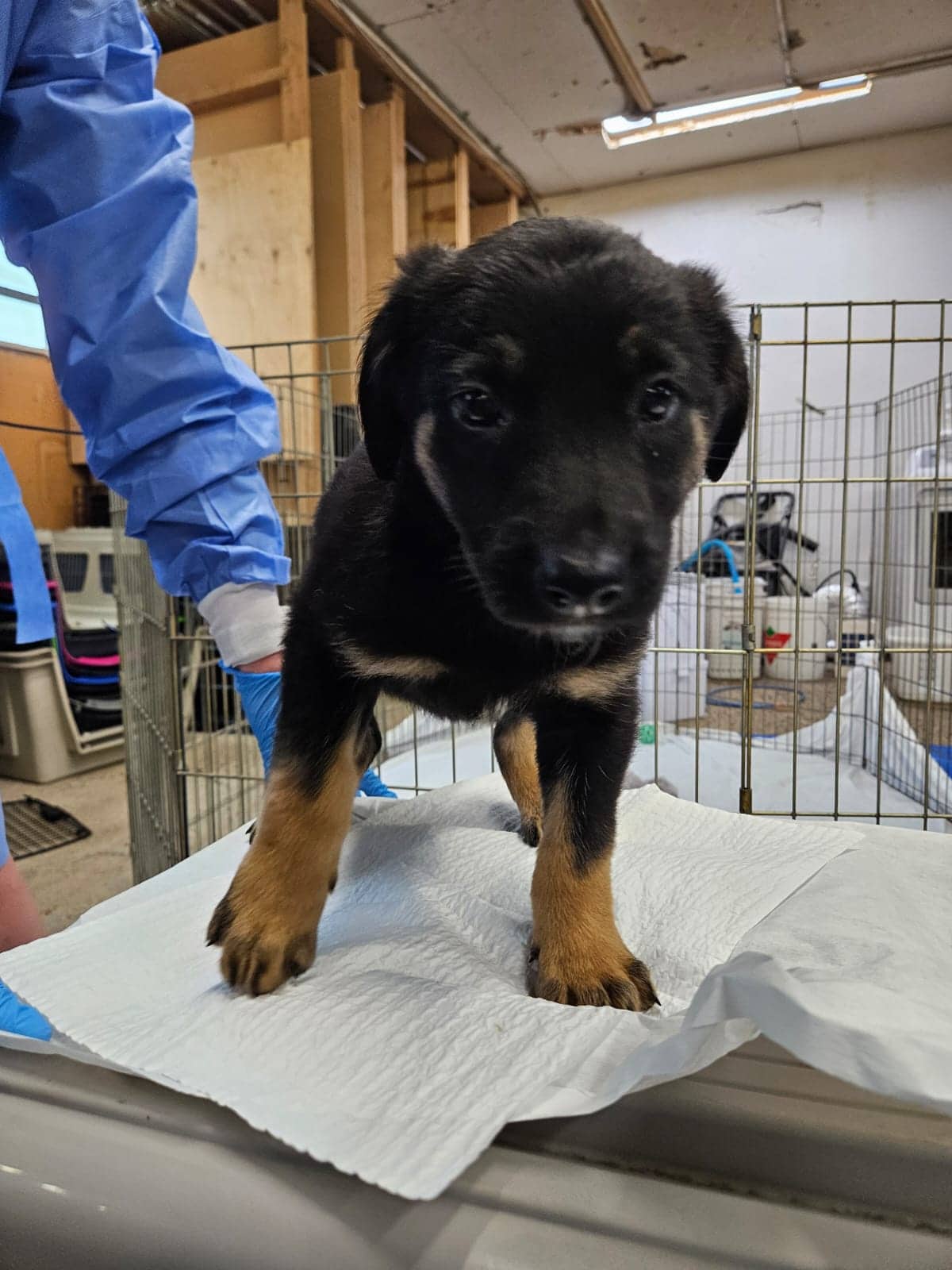 Judy Lynn - Shepherd Mix available for adoption at BARCS Rescue in Calgary