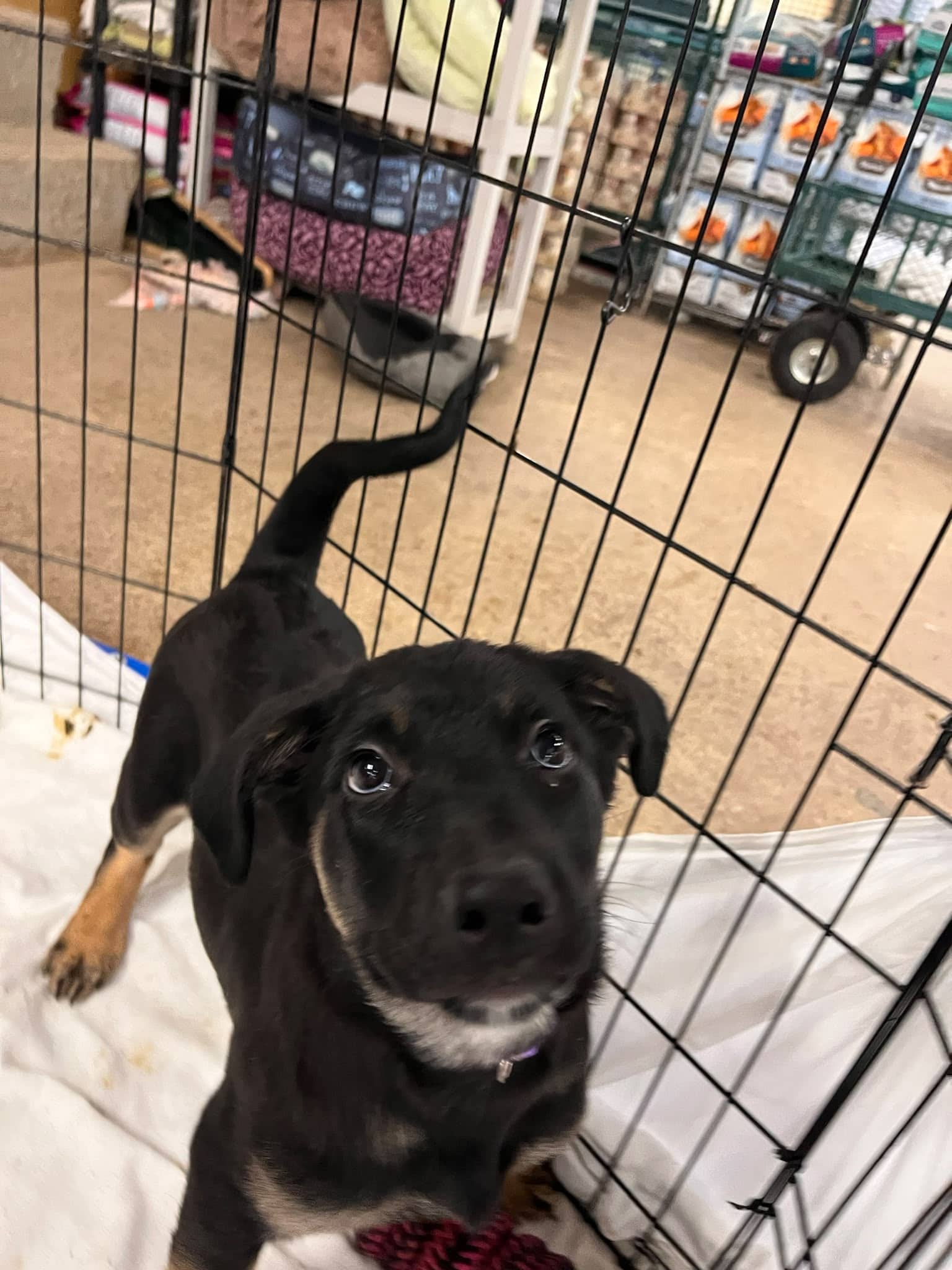 Judy Lynn - Shepherd Mix available for adoption