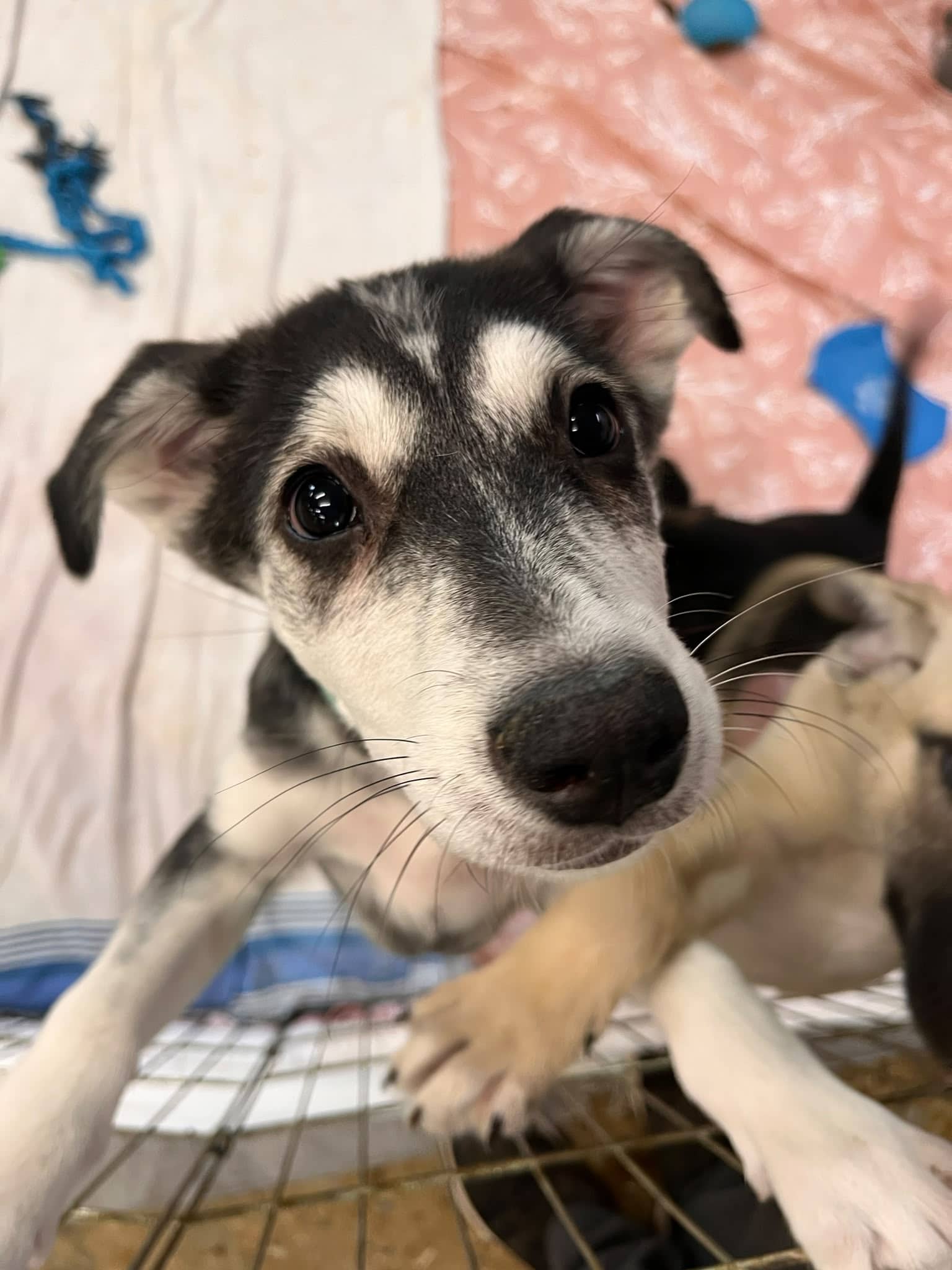 Jackie - Shepherd Mix available for adoption at BARCS Rescue in Calgary (1 of 6)