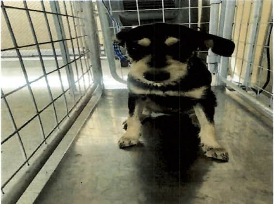 Pink Star - Terrier Mix available for adoption at BARCS Rescue in Calgary