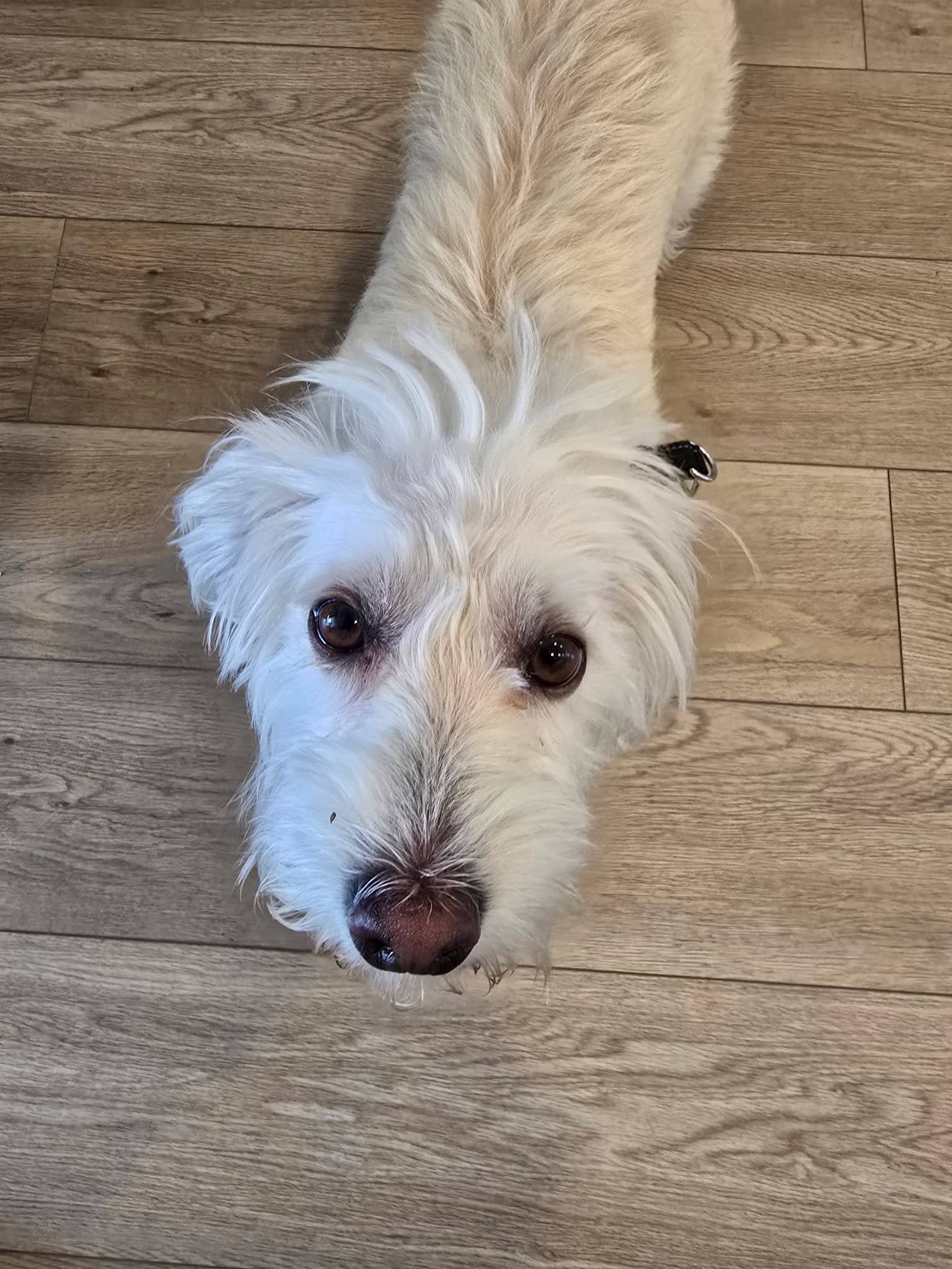 Smarty Jones - Terrier Mix available for adoption