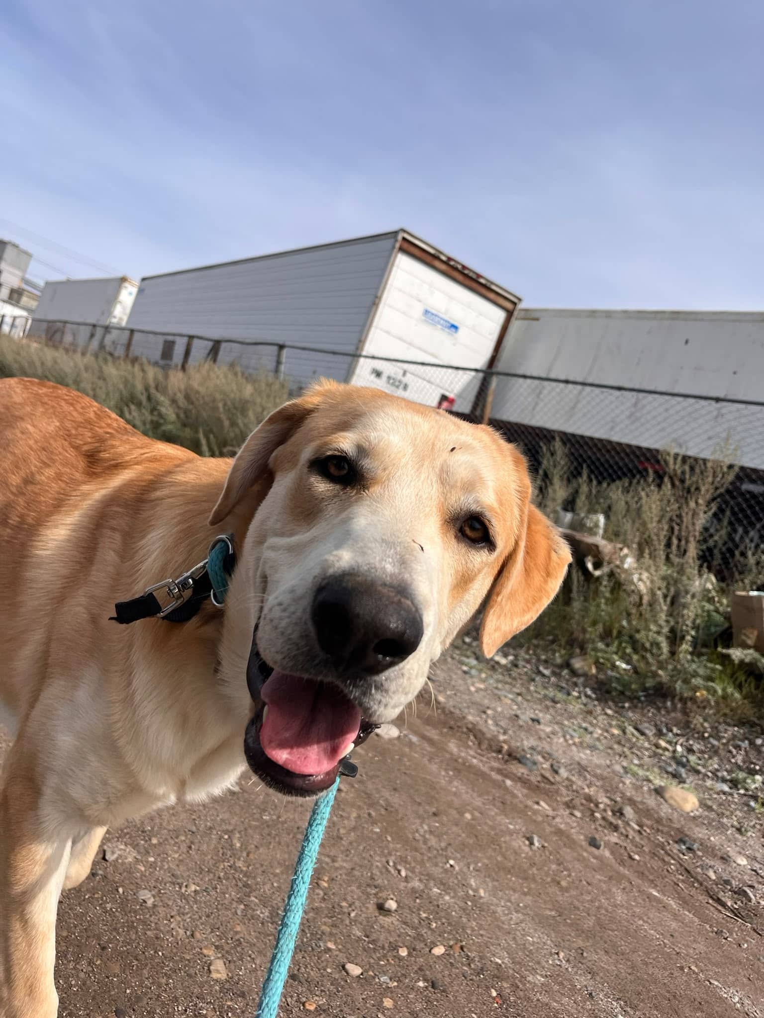 Rudy - Husky/Shepherd/Lab Mix available for adoption at BARCS Rescue in Calgary (1 of 6)