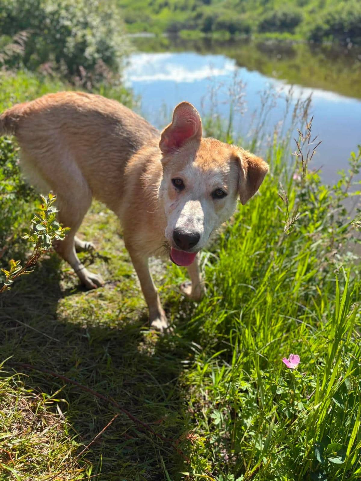 Boop - Husky/Shepherd/Lab Mix available for adoption at BARCS Rescue in Calgary