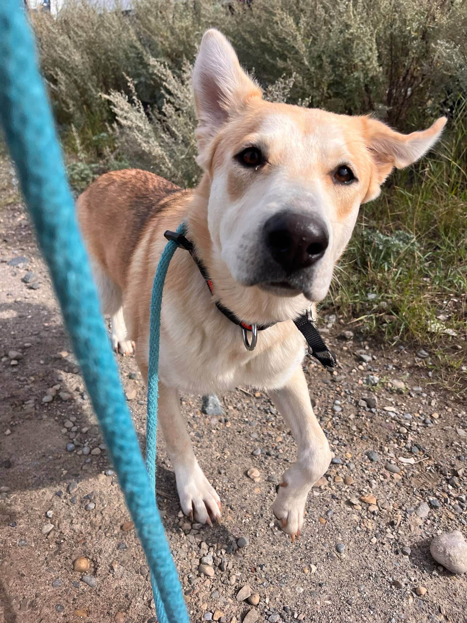 Boop - Husky/Shepherd/Lab Mix available for adoption