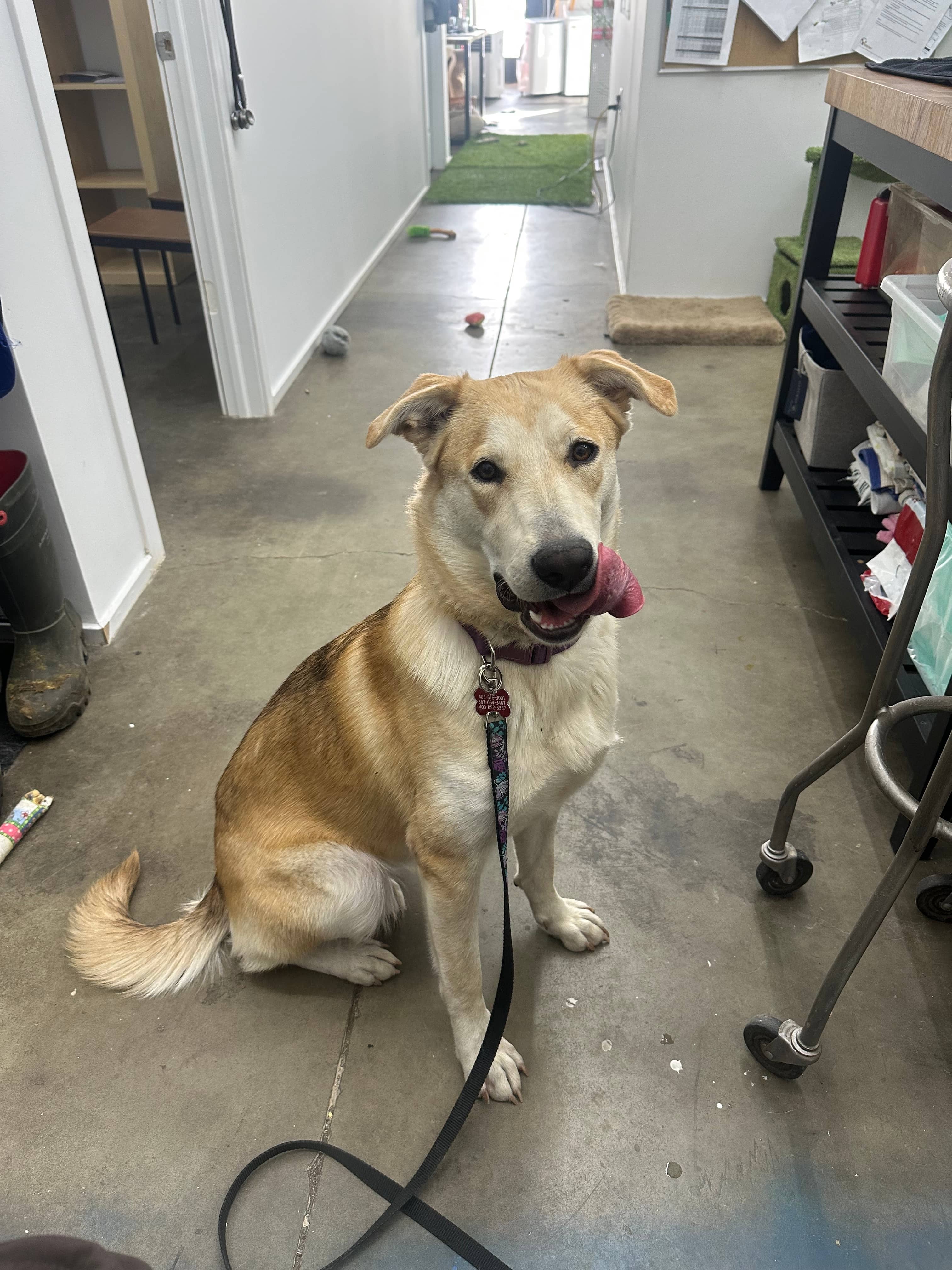 Boop - Husky/Shepherd/Lab Mix available for adoption at BARCS Rescue in Calgary (1 of 6)