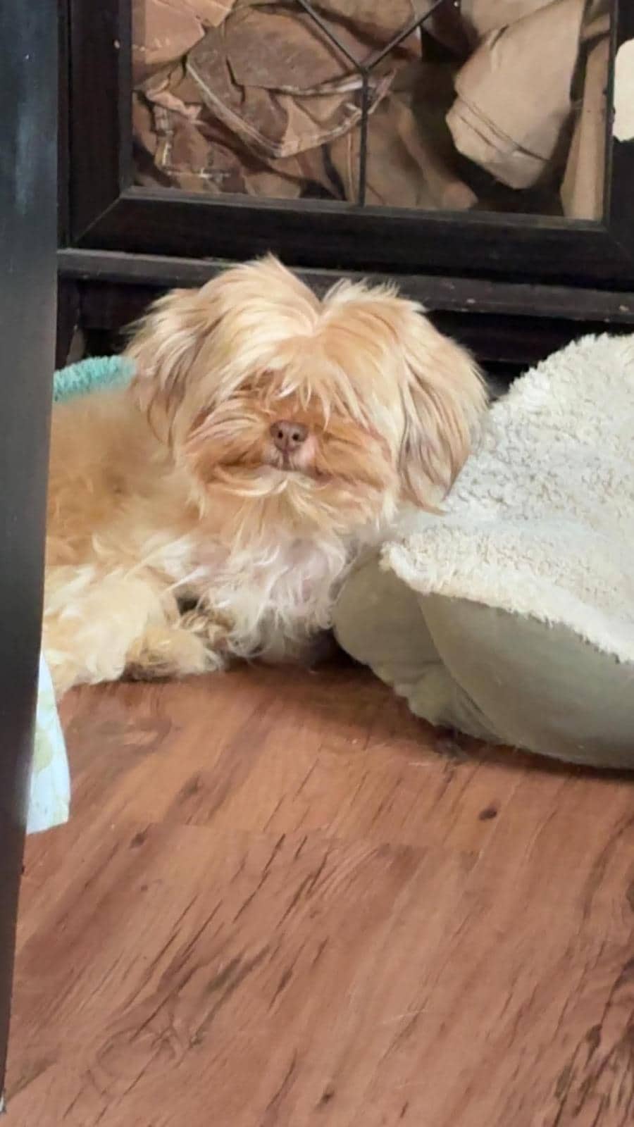 Maurice - Shih Tzu Mix available for adoption at BARCS Rescue in Calgary (1 of 4)