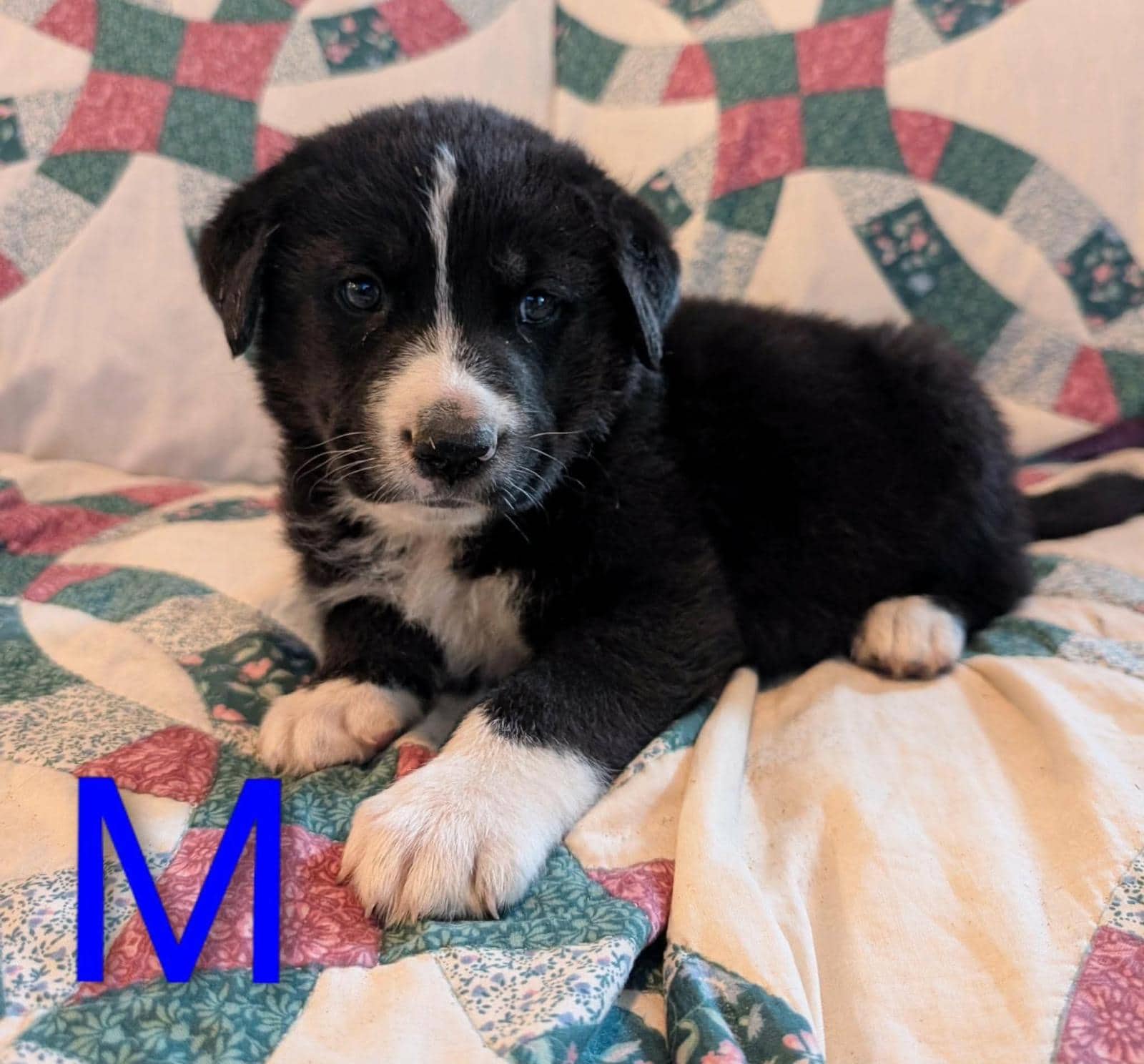 Vedder - Retriever Mix available for adoption at BARCS Rescue in Calgary