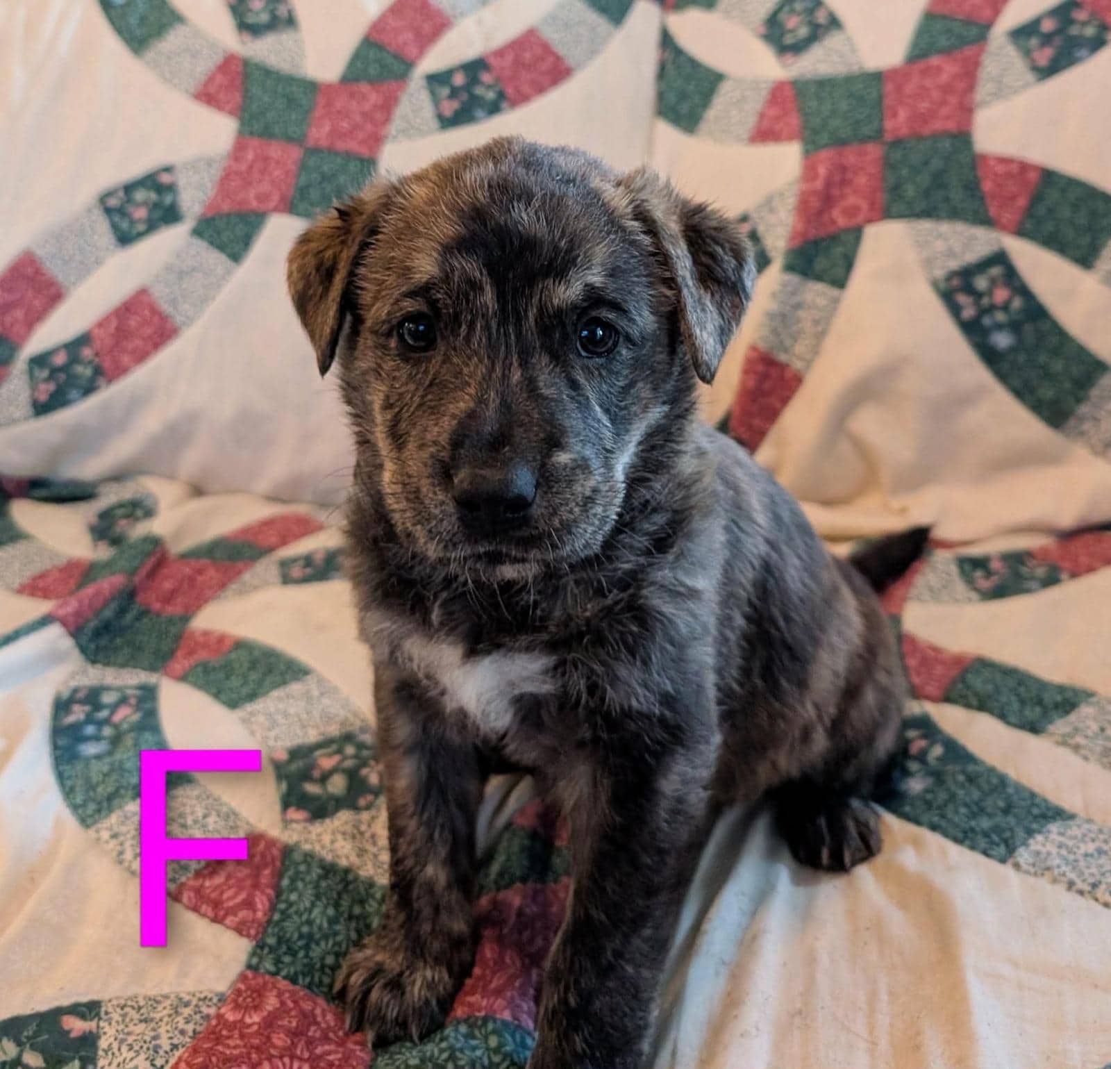 Love - Retriever Mix available for adoption at BARCS Rescue in Calgary