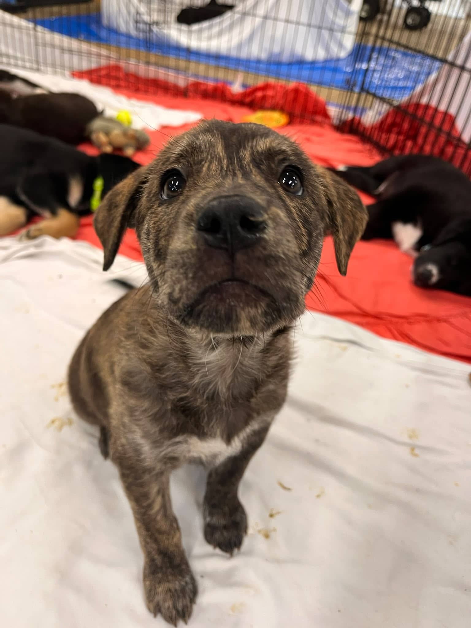 Love - Retriever Mix available for adoption