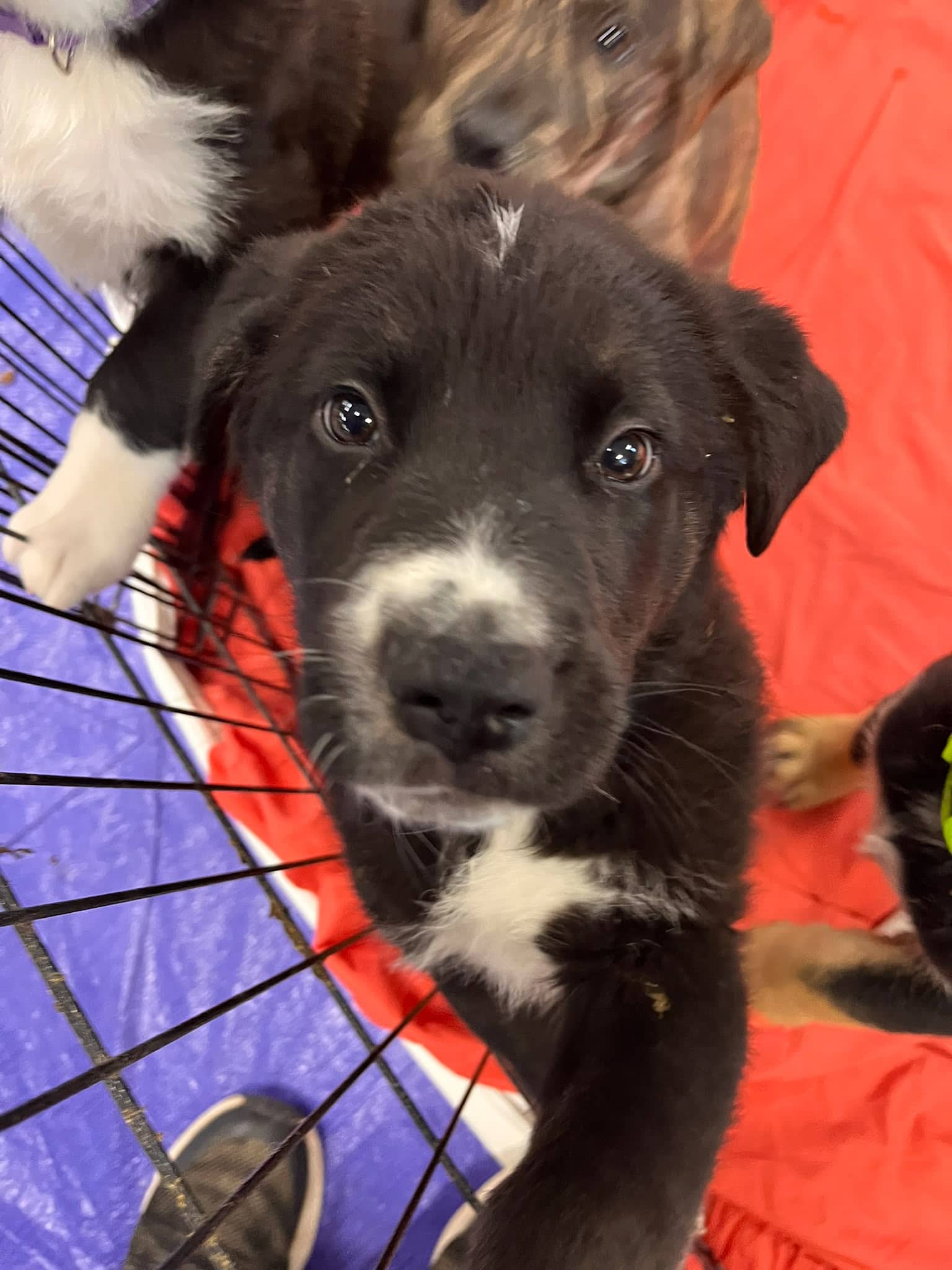 Gossard - Retriever Mix available for adoption at BARCS Rescue in Calgary (1 of 5)