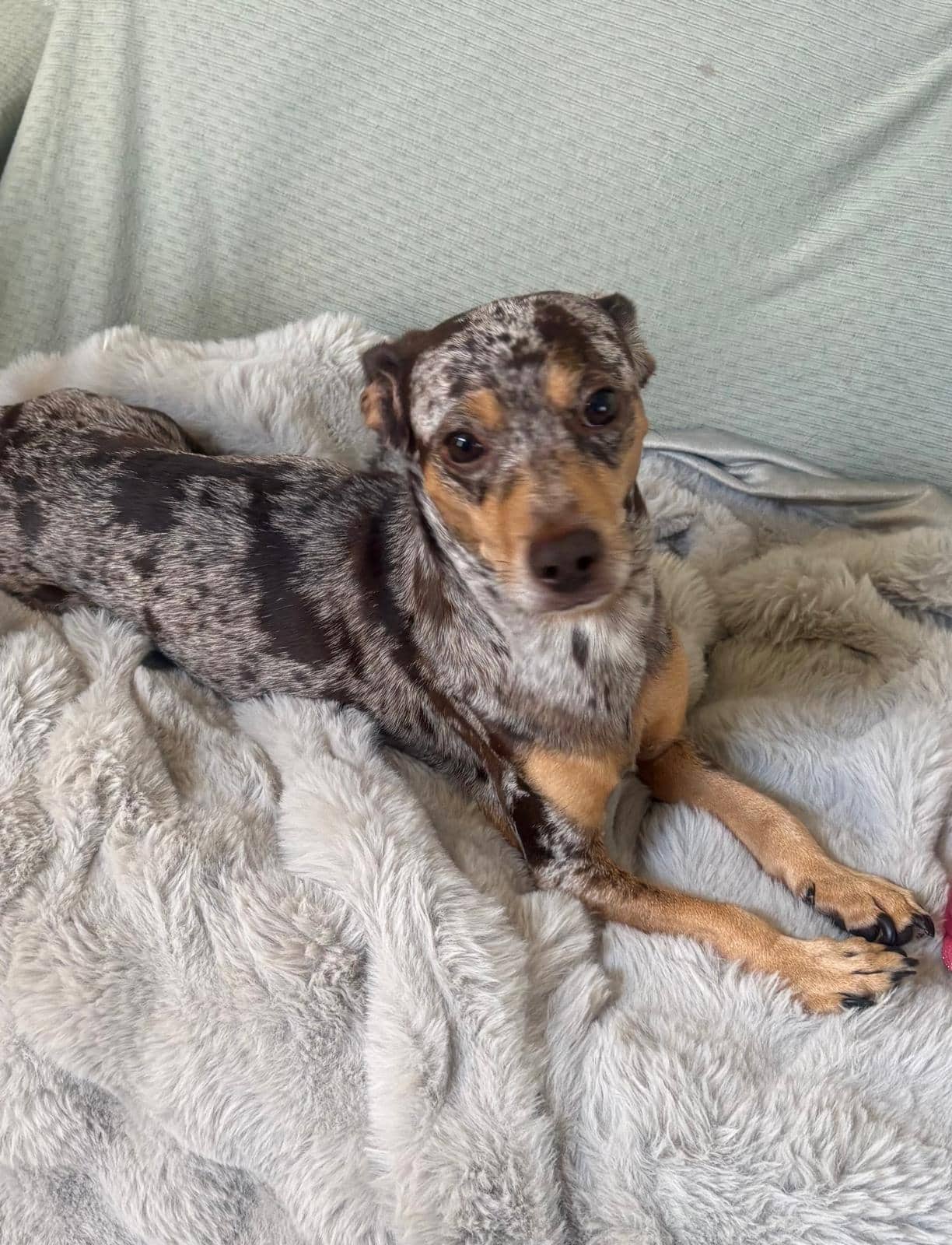 Pepsi - Dachshund Mix available for adoption in Alberta